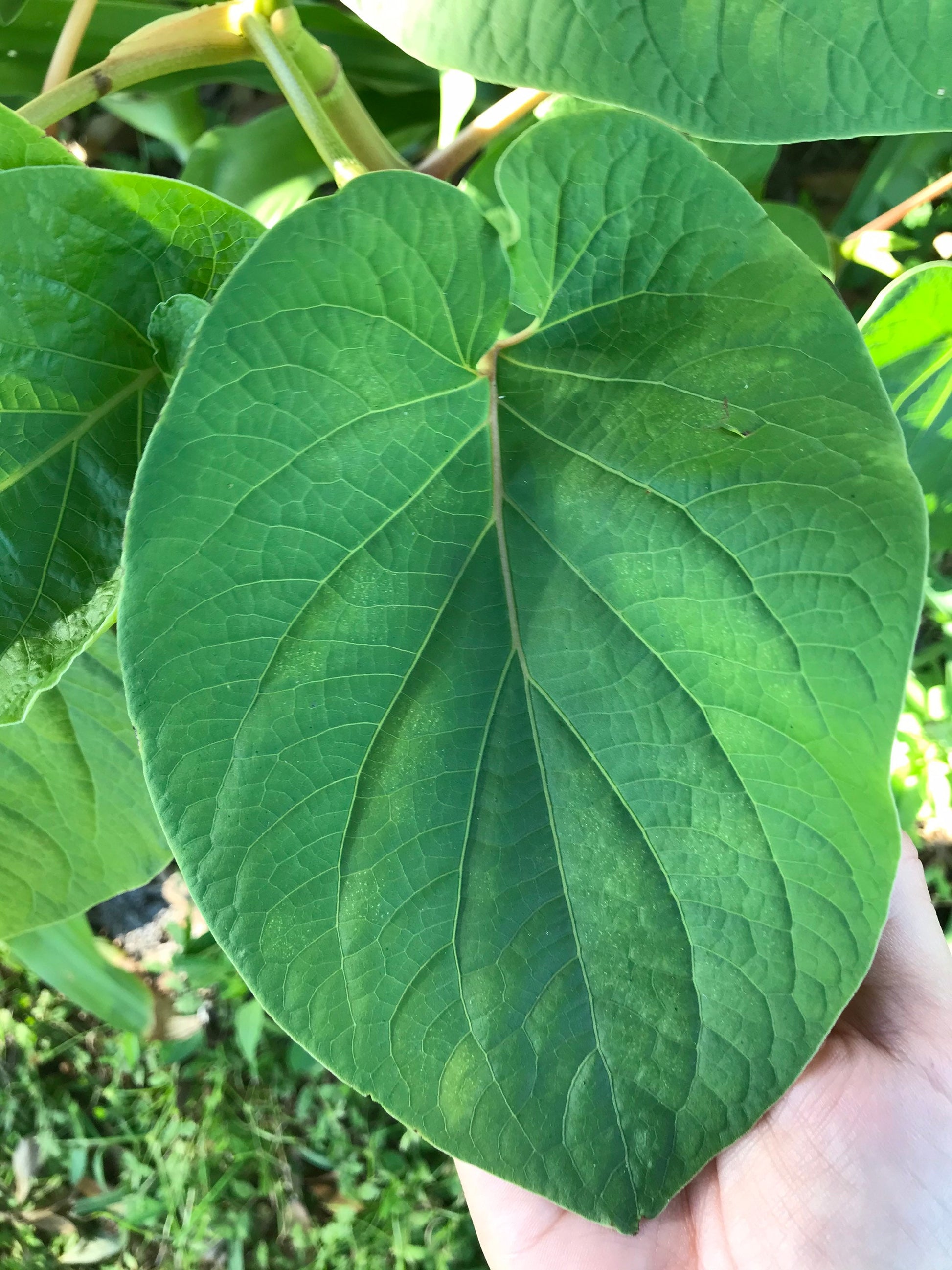 Yerba Santa -Root beer leaf- holy leaf- Piper auritum - Hoja Santa- Mexican pepper leaf. 10 organic holy leaves cut fresh when ordered