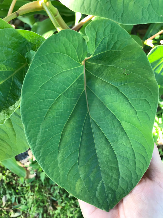 Yerba Santa -Root beer leaf- holy leaf- Piper auritum - Hoja Santa- Mexican pepper leaf. 10 organic holy leaves cut fresh when ordered