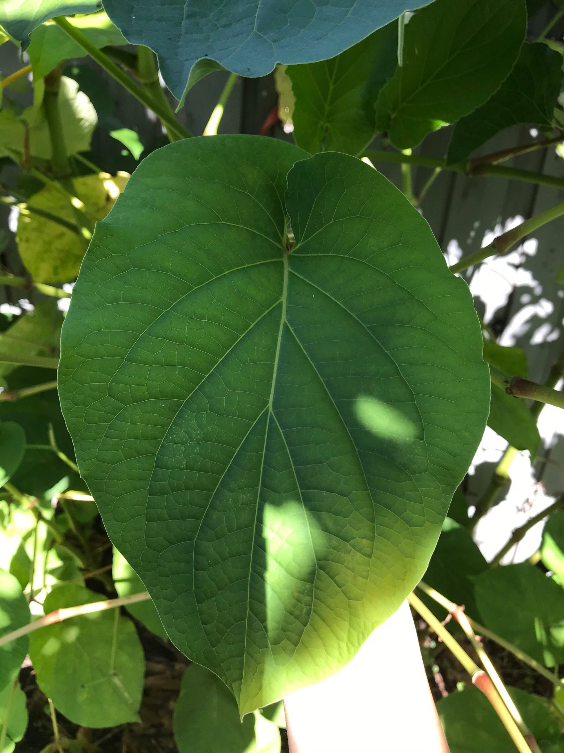 Yerba Santa -Root beer leaf- holy leaf- Piper auritum - Hoja Santa- Mexican pepper leaf. 10 organic holy leaves cut fresh when ordered