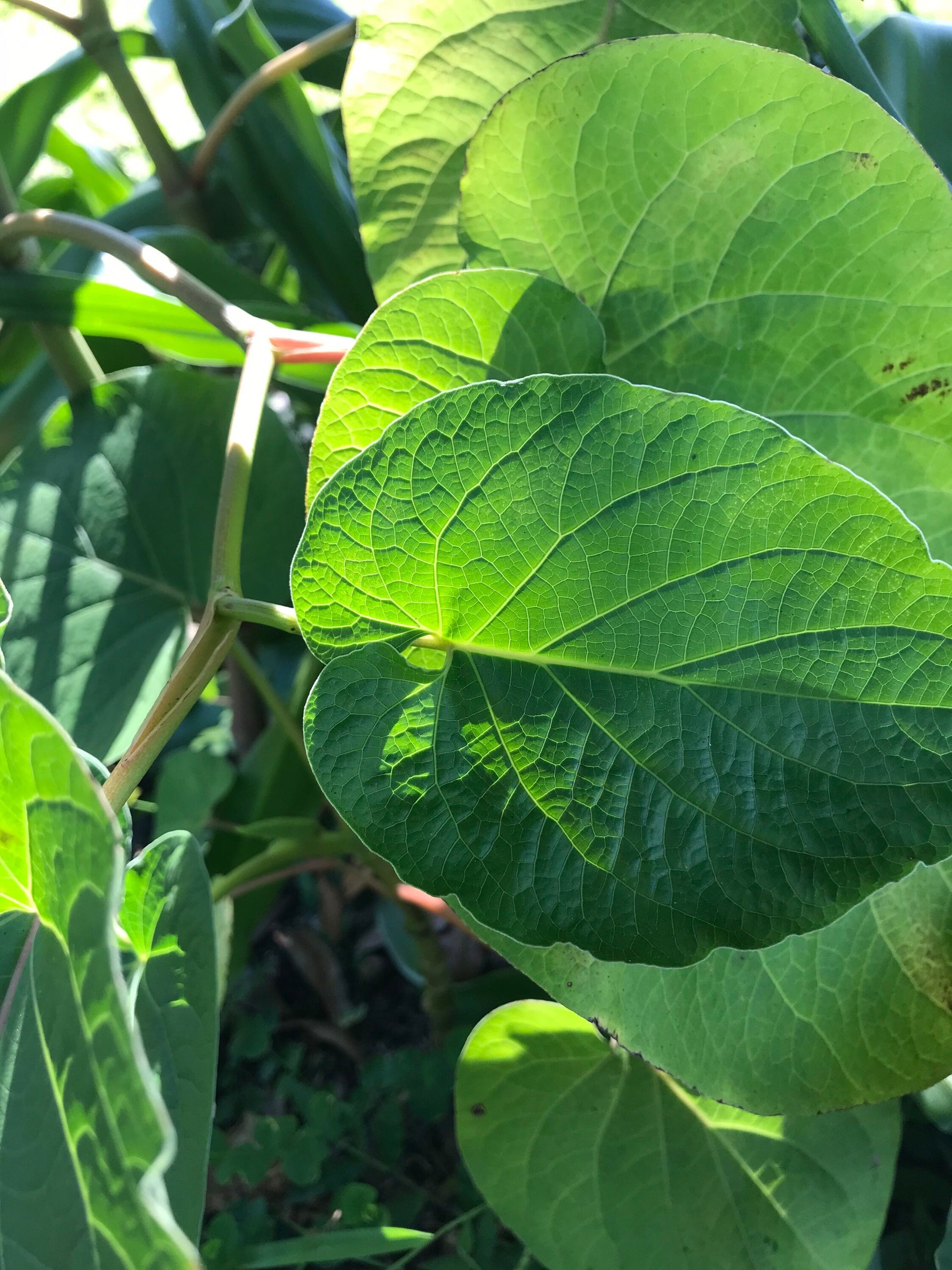 Yerba Santa -Root beer leaf- holy leaf- Piper auritum - Hoja Santa- Mexican pepper leaf. 10 organic holy leaves cut fresh when ordered