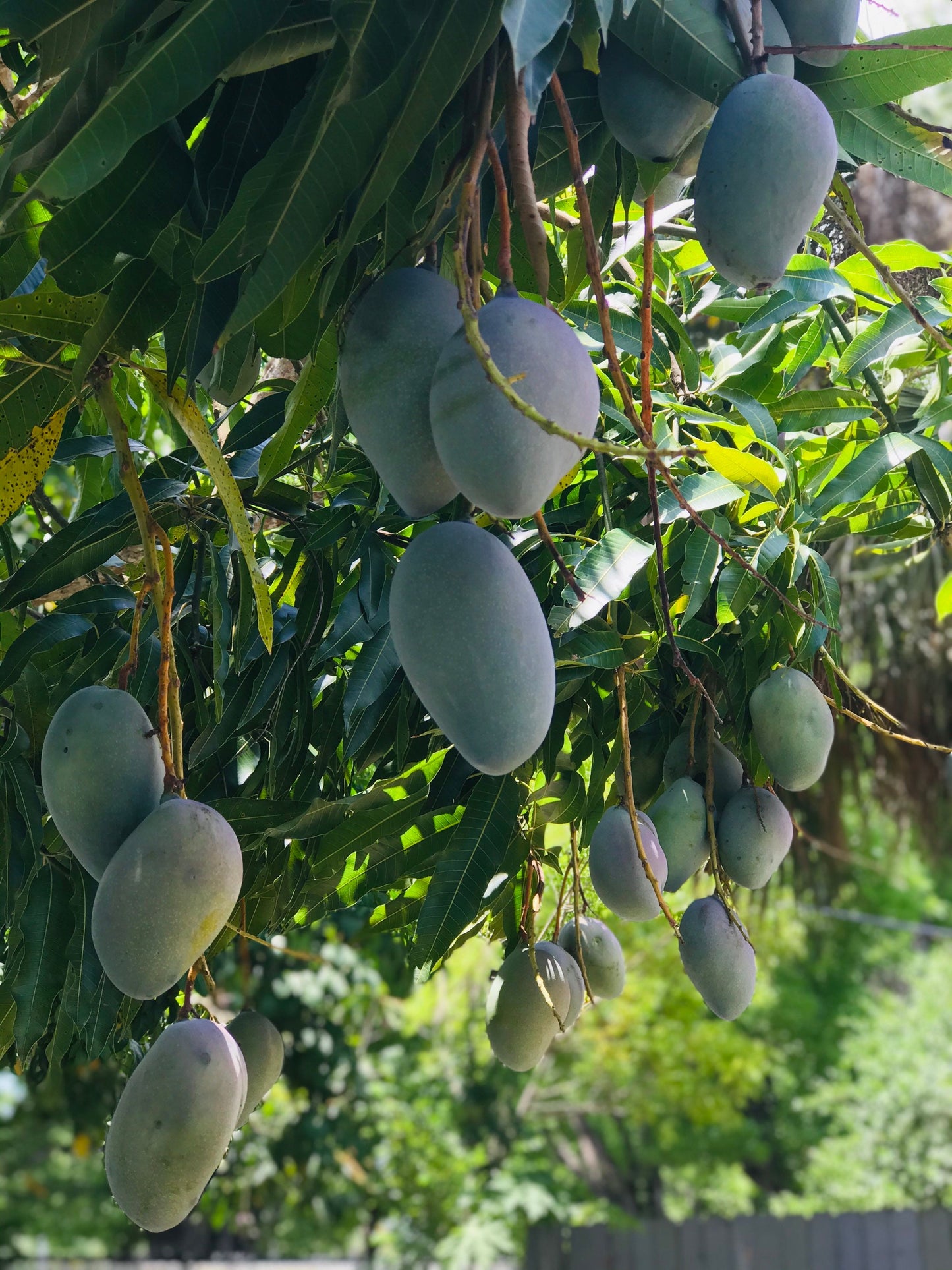 65 organic Mango leaves