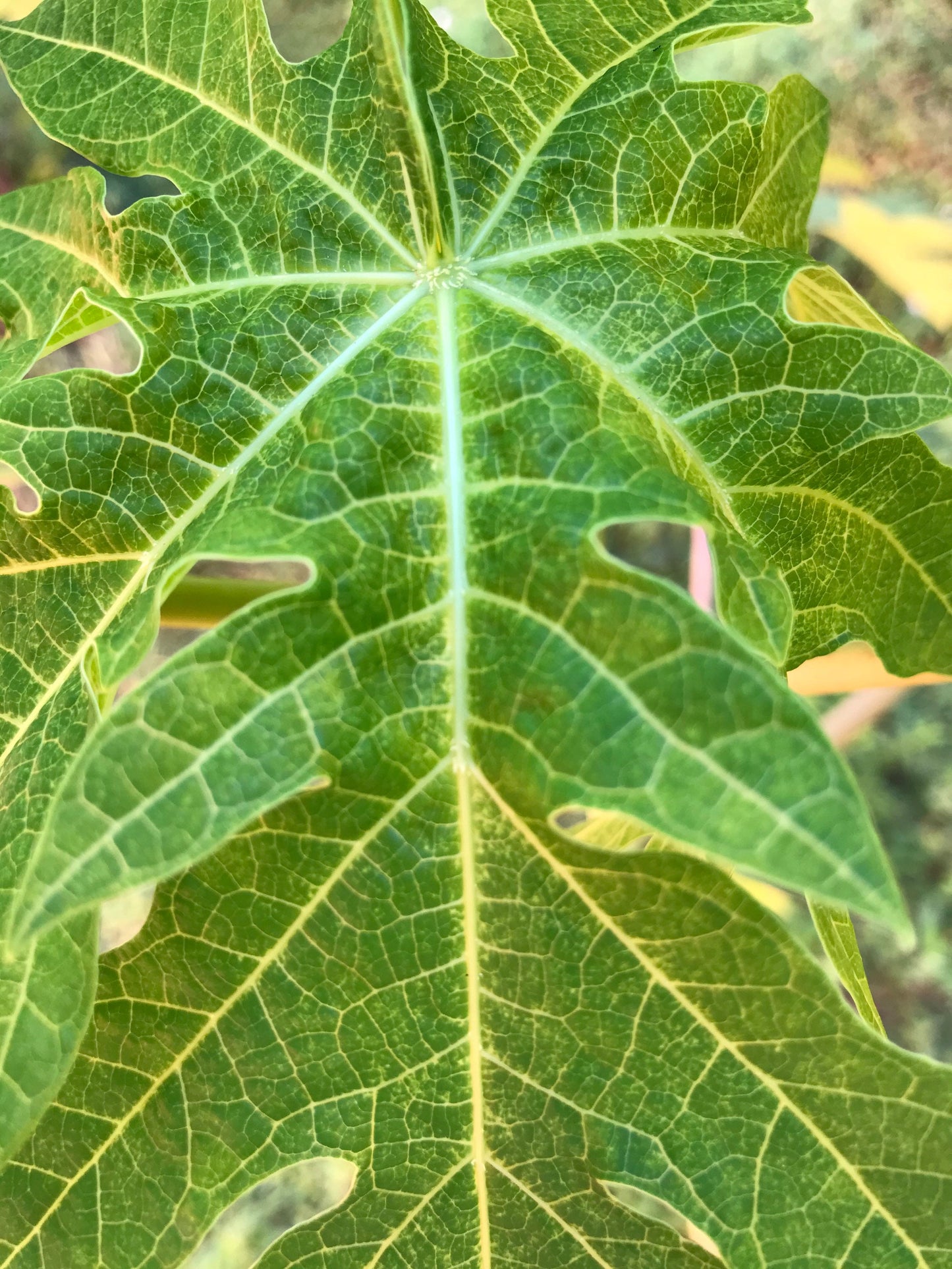 5 Organic Papaya leaves cut fresh