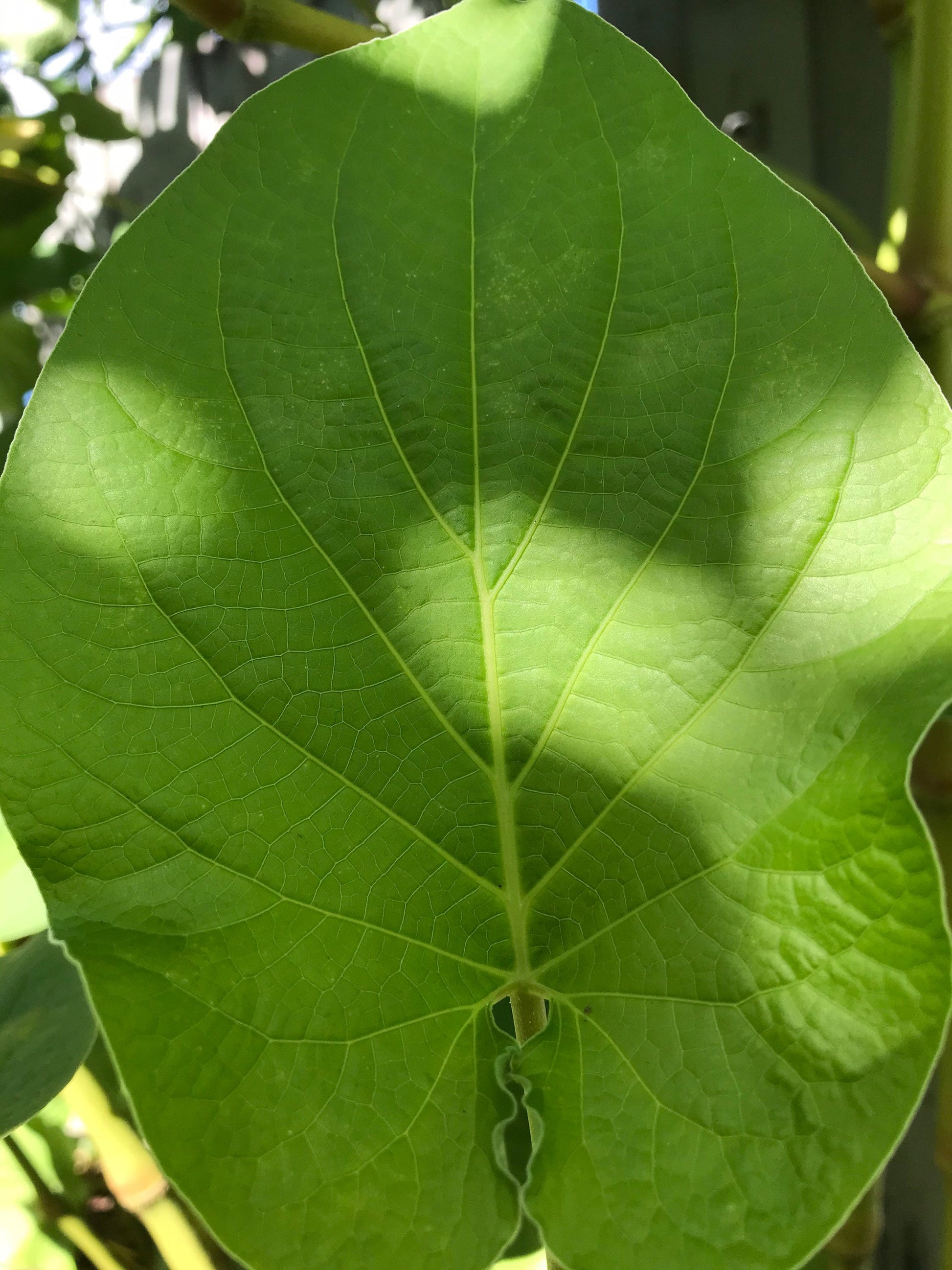 Yerba Santa -Root beer leaf- holy leaf- Piper auritum - Hoja Santa- Mexican pepper leaf. 10 organic holy leaves cut fresh when ordered