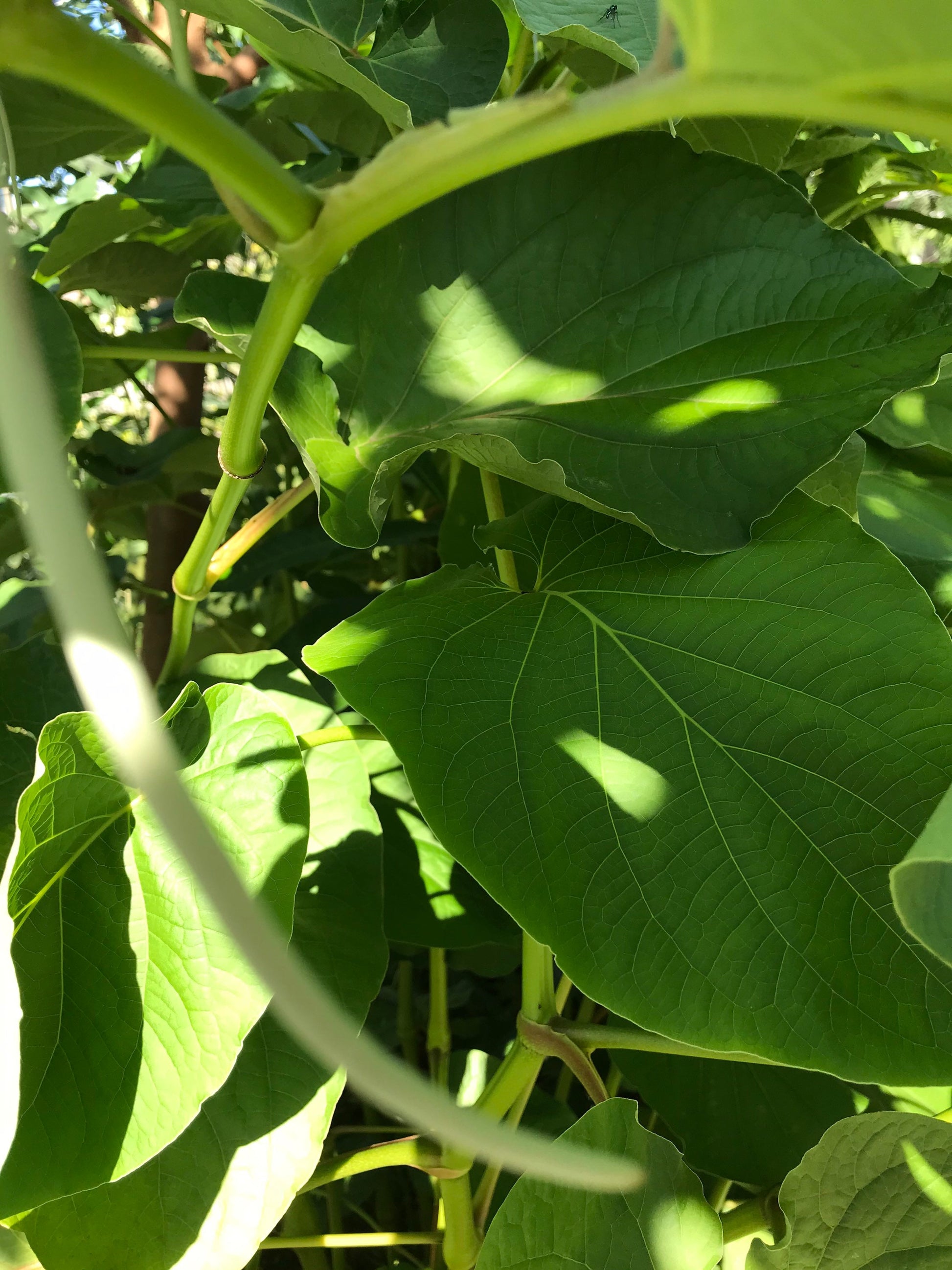 Yerba Santa -Root beer leaf- holy leaf- Piper auritum - Hoja Santa- Mexican pepper leaf. 10 organic holy leaves cut fresh when ordered