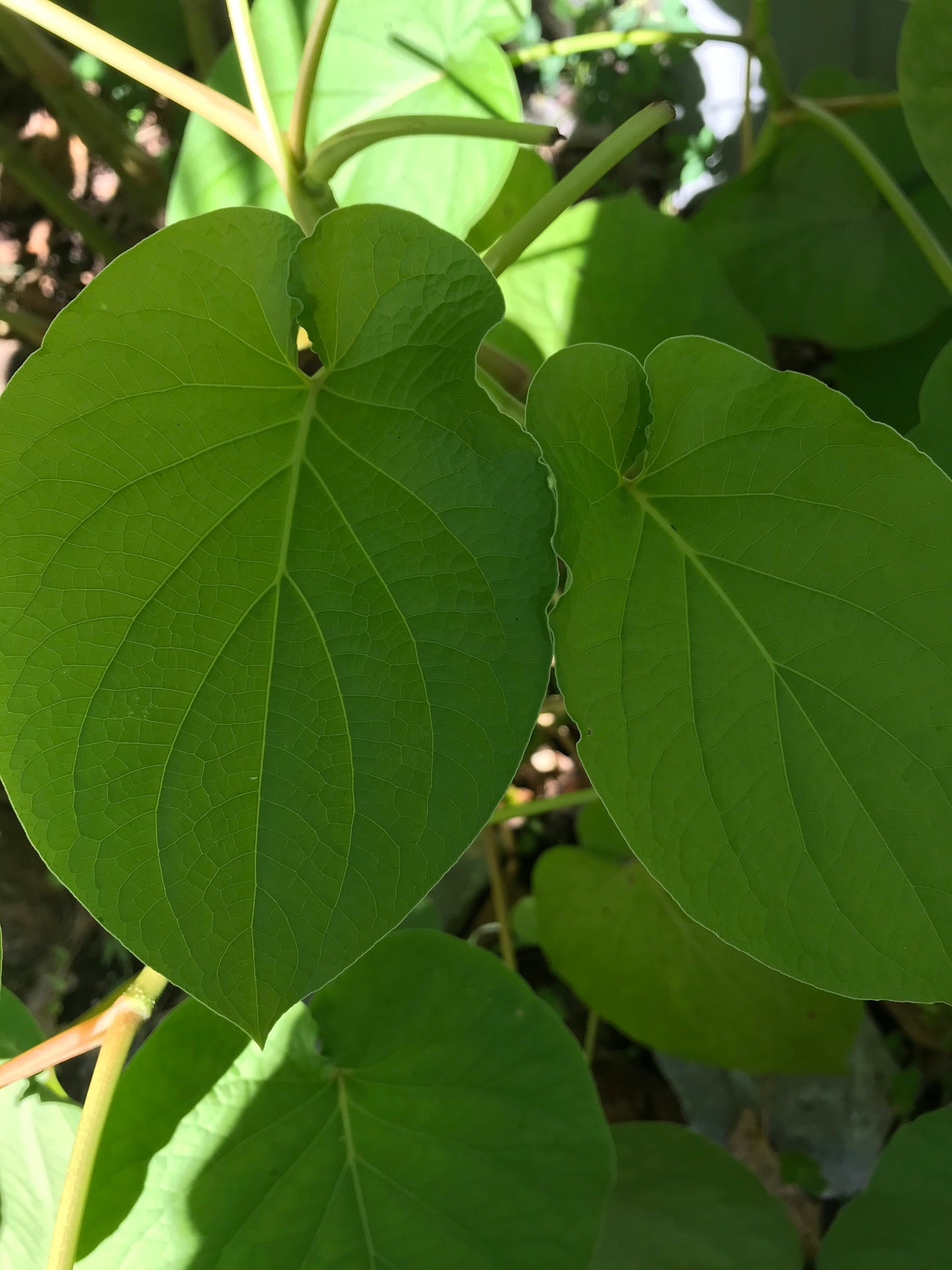 Yerba Santa -Root beer leaf- holy leaf- Piper auritum - Hoja Santa- Mexican pepper leaf. 10 organic holy leaves cut fresh when ordered