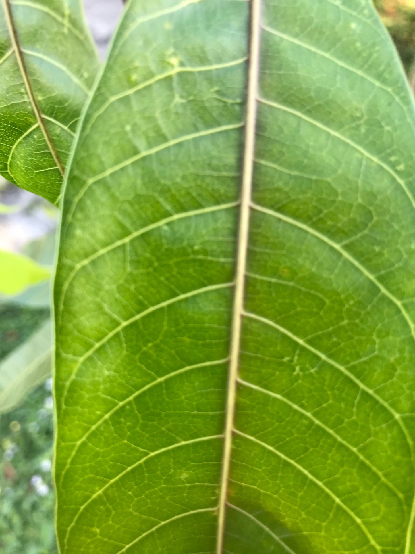 65 organic Mango leaves