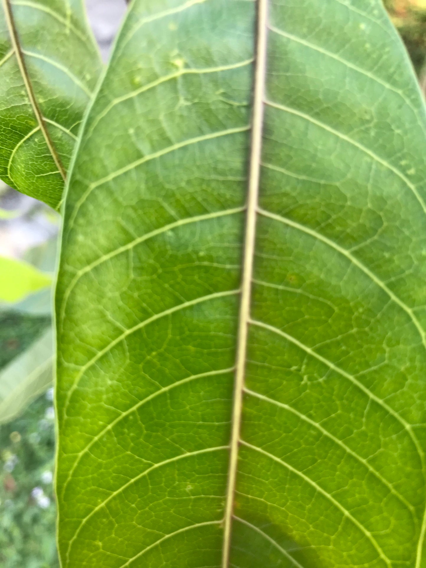 65 organic Mango leaves