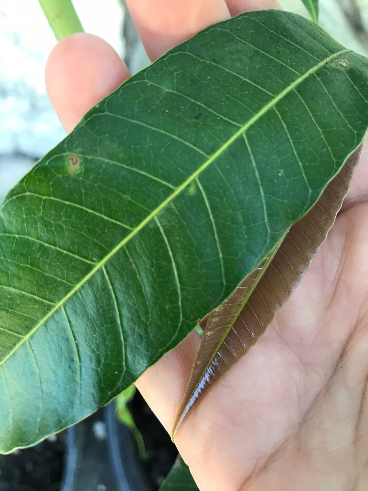 65 organic Mango leaves