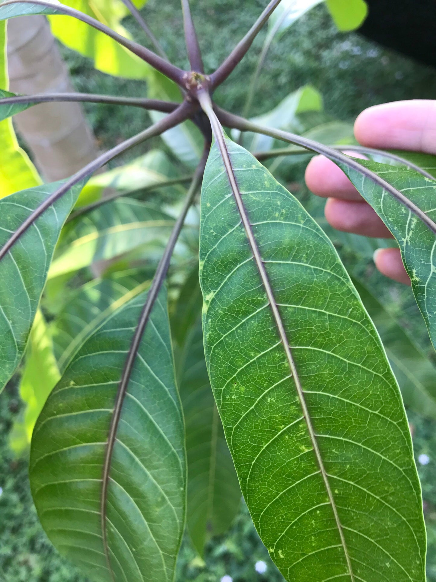 65 organic Mango leaves