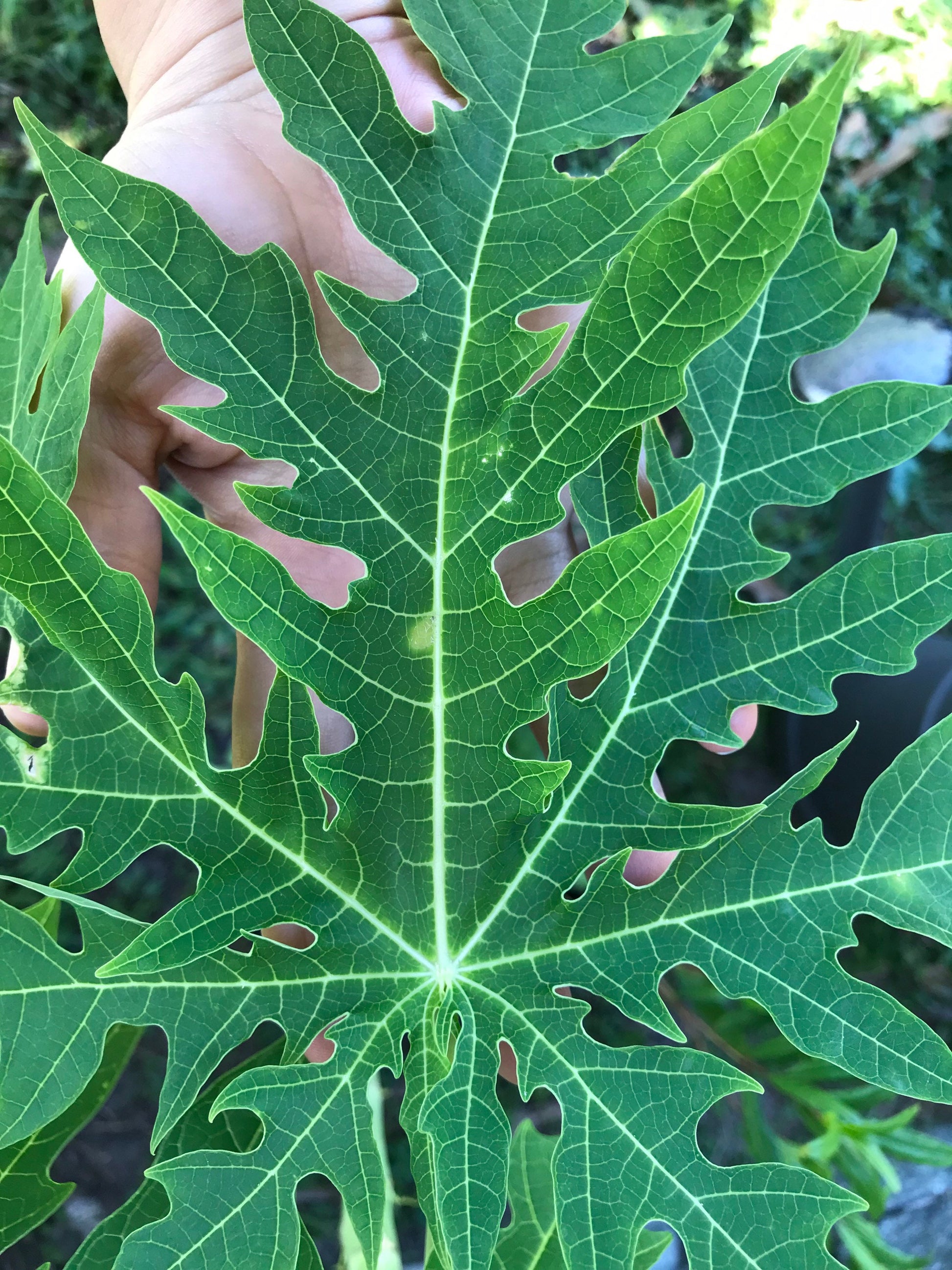 5 Organic Papaya leaves cut fresh