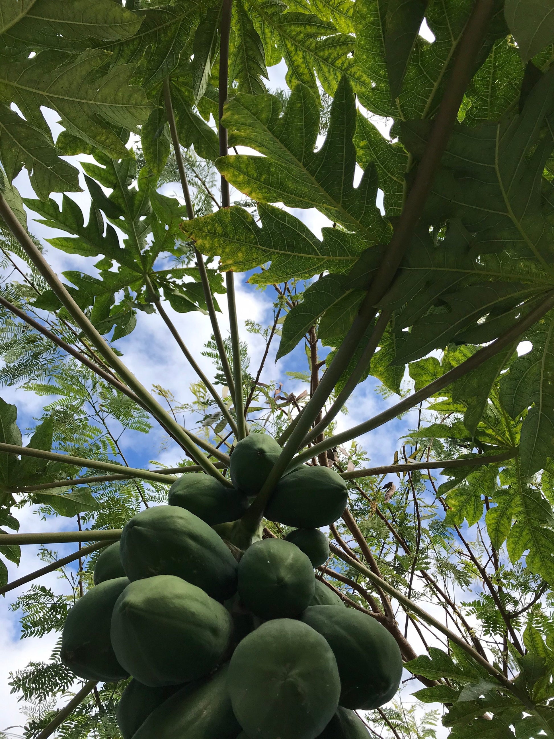 5 Organic Papaya leaves cut fresh