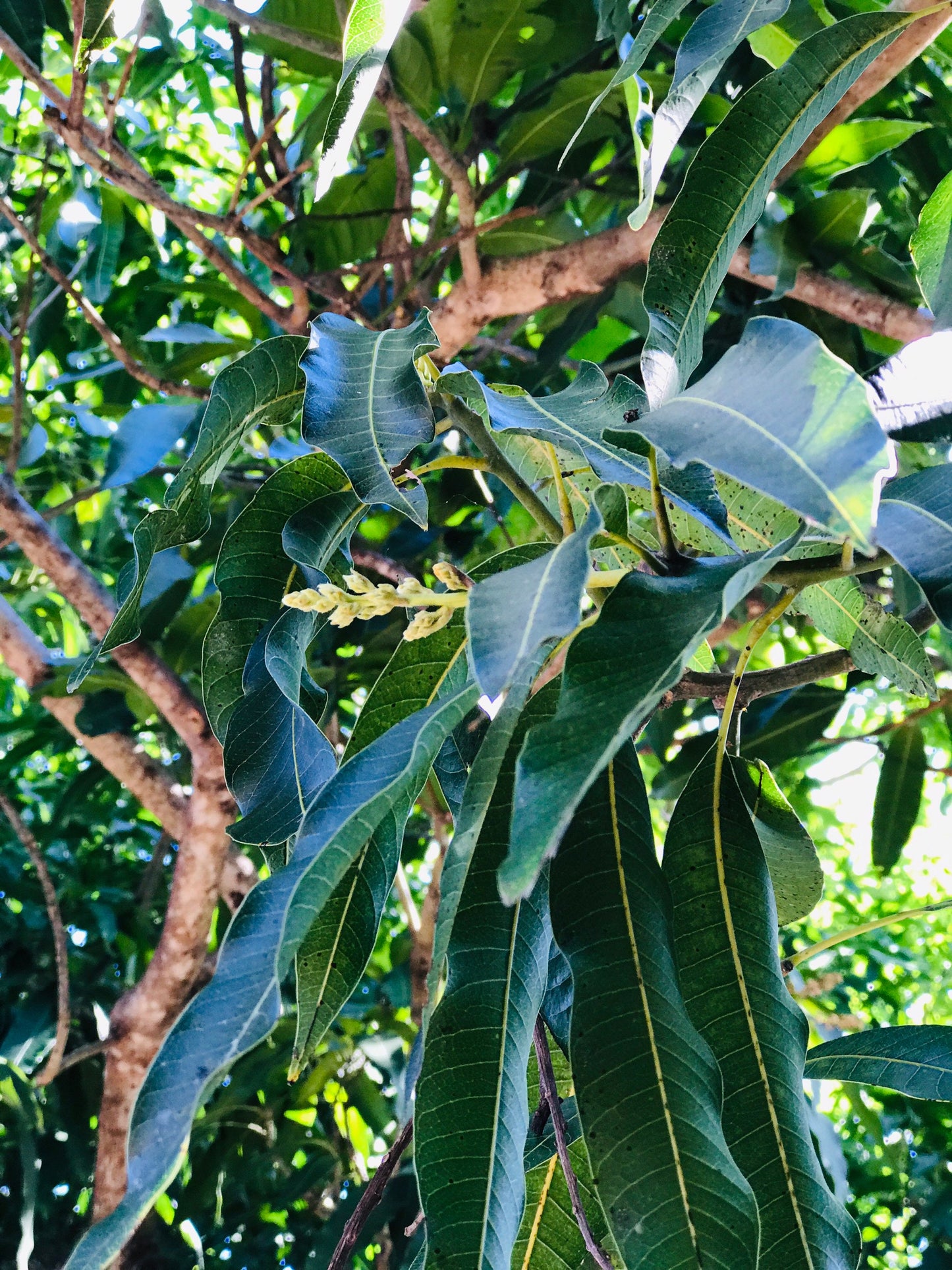 65 organic Mango leaves