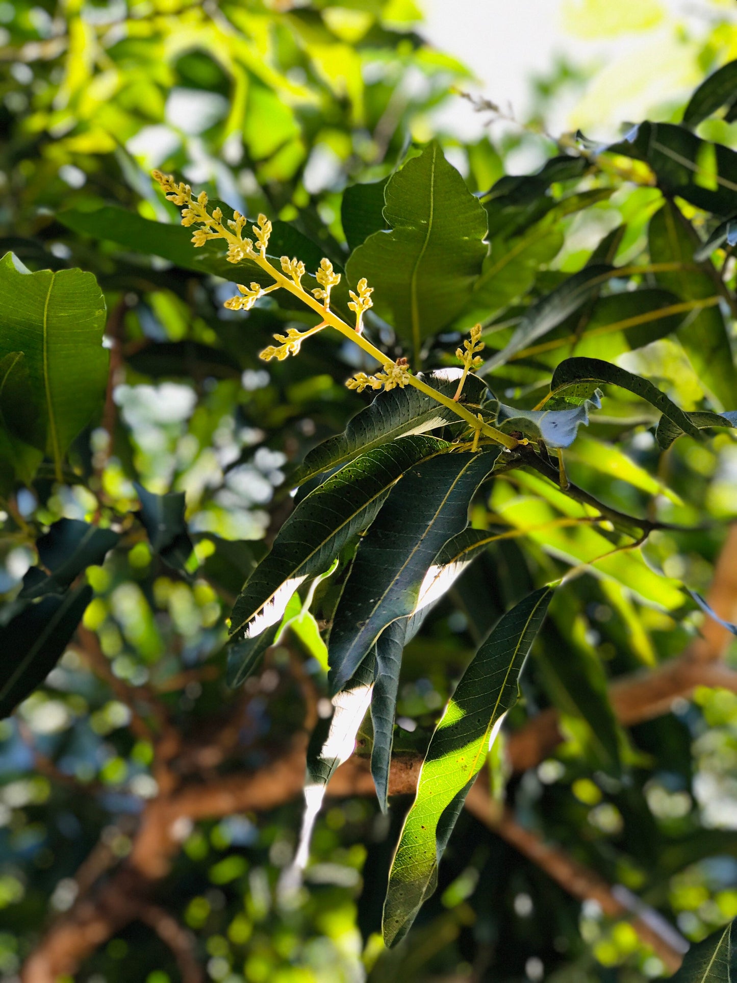 65 organic Mango leaves