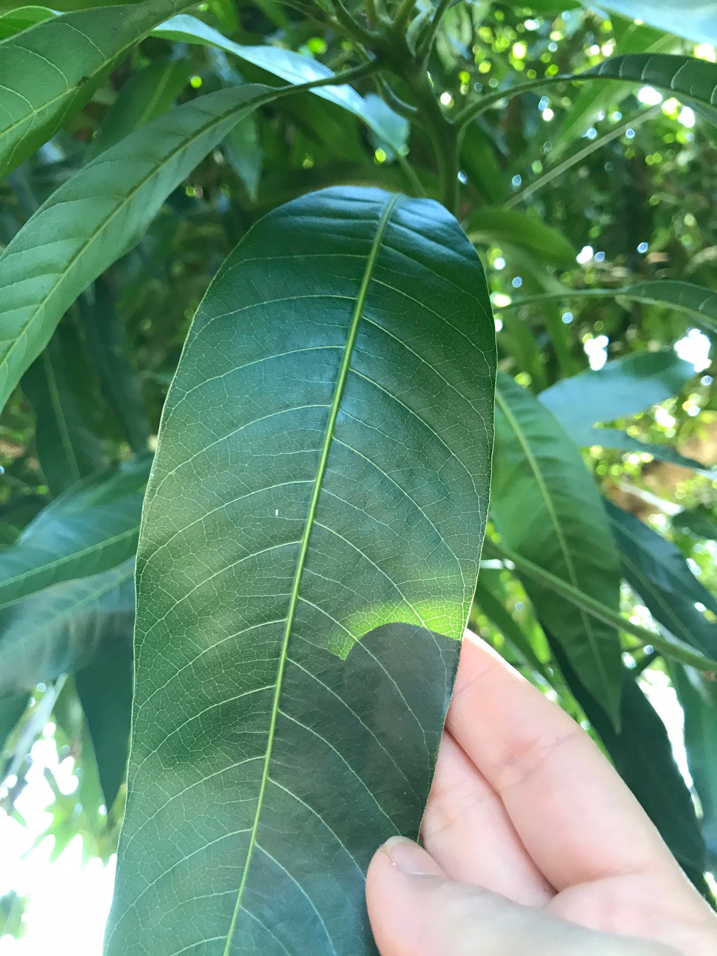 65 organic Mango leaves