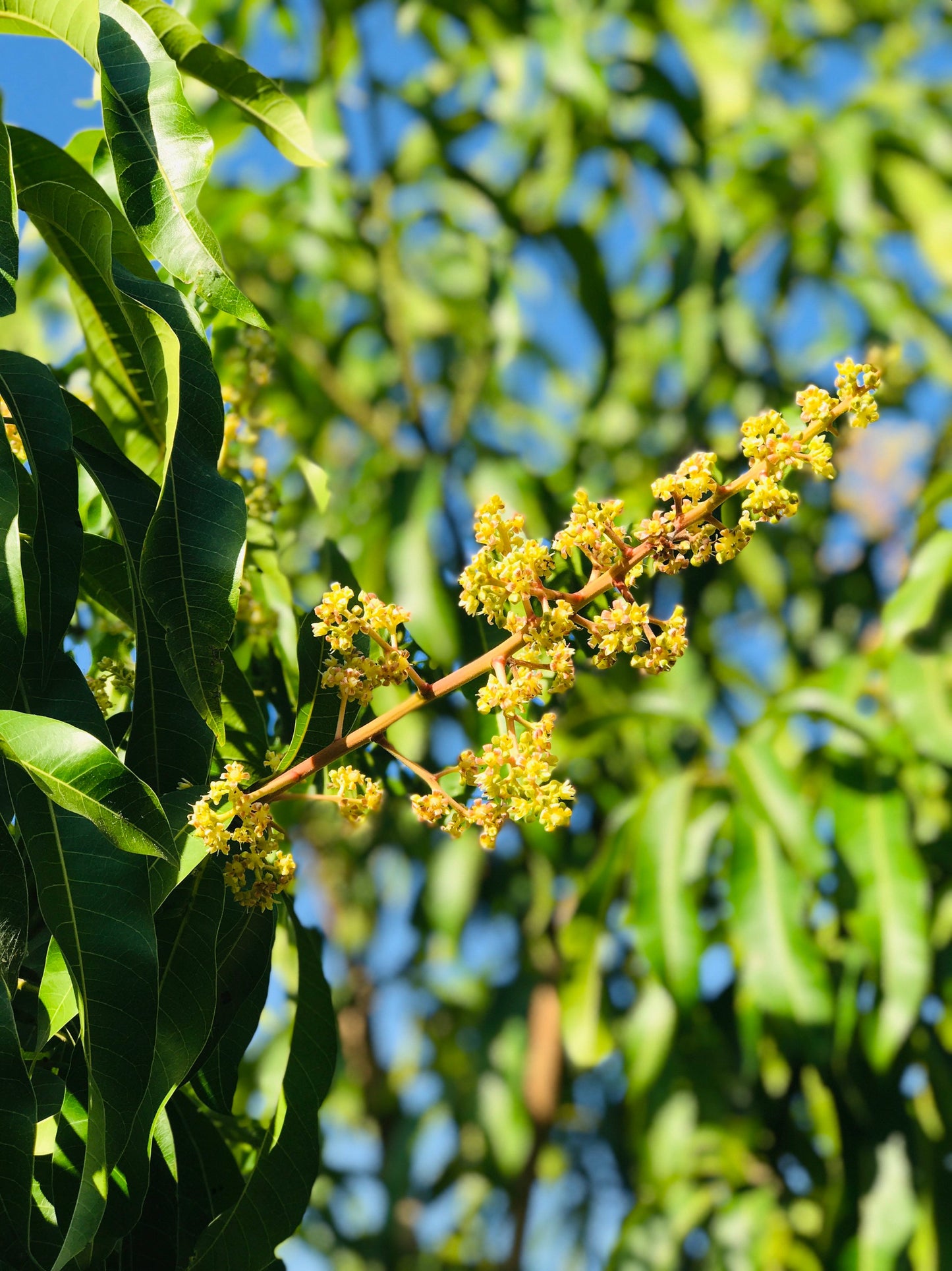 65 organic Mango leaves