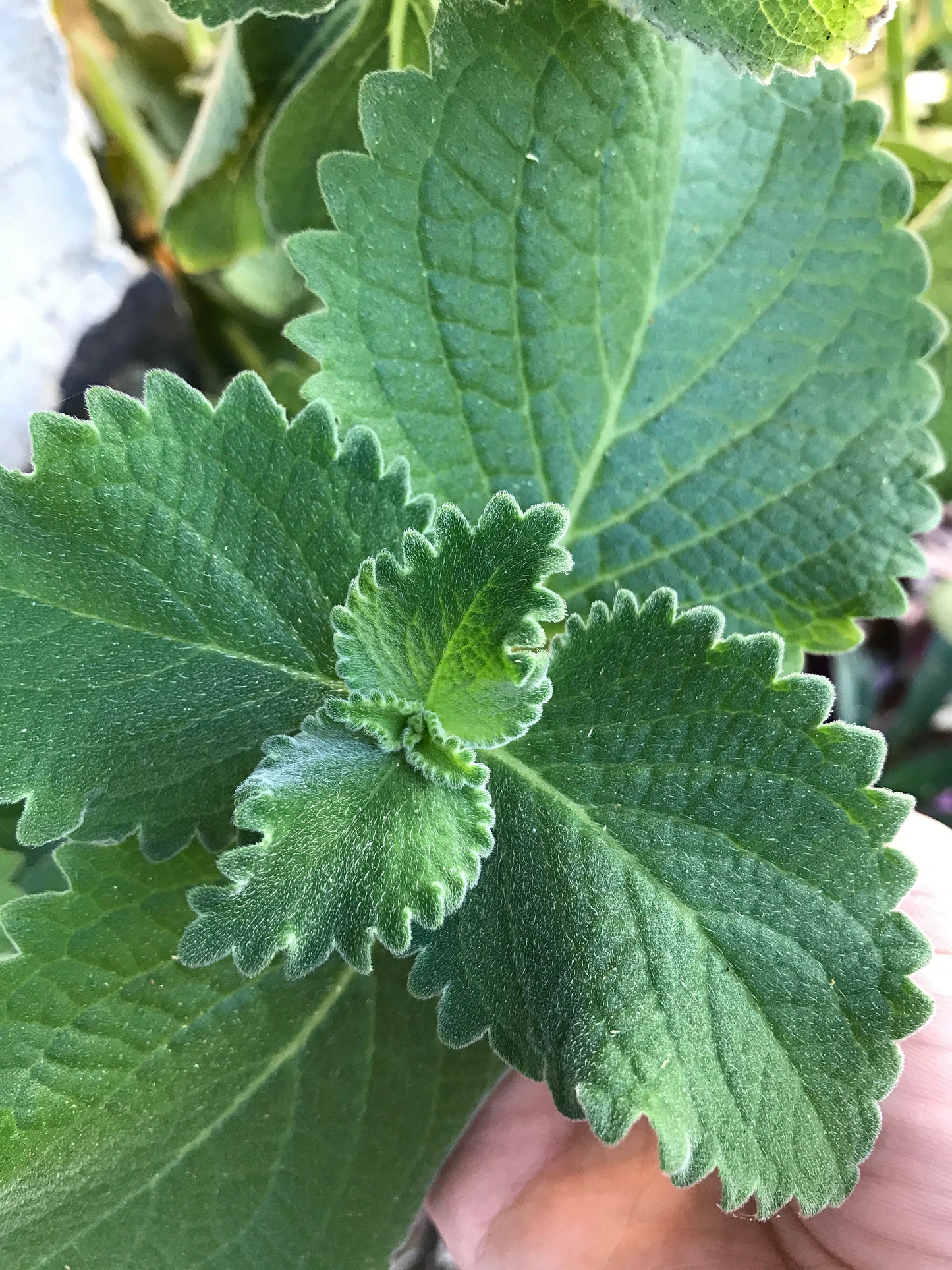 Cuban oregano organic 40 leaves cut fresh