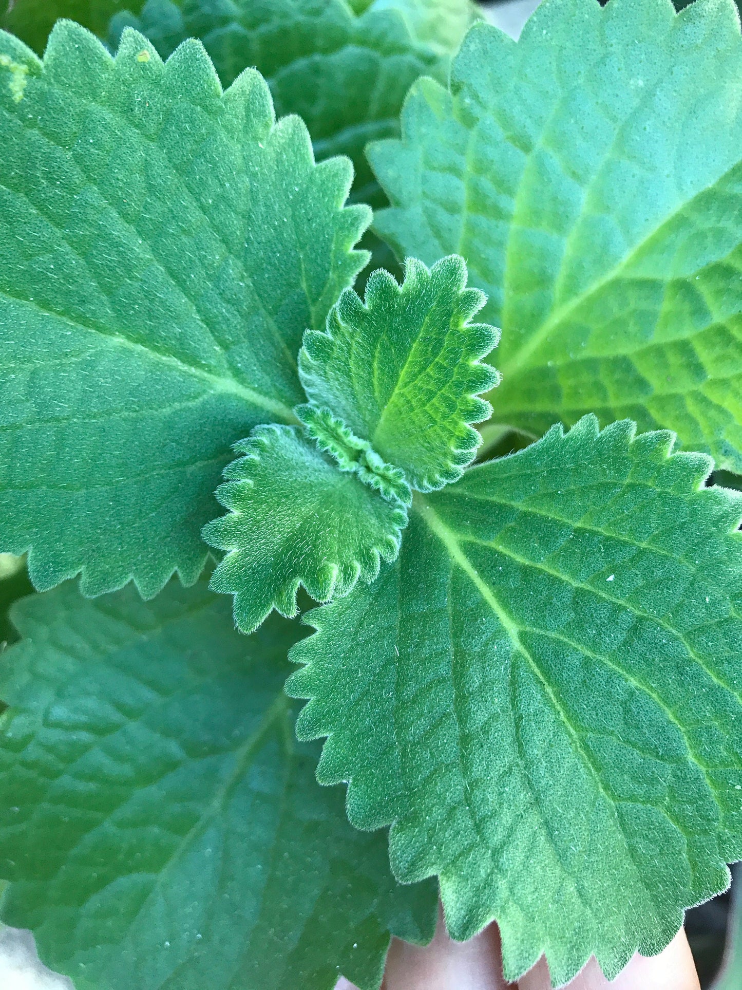 Cuban oregano organic 40 leaves cut fresh