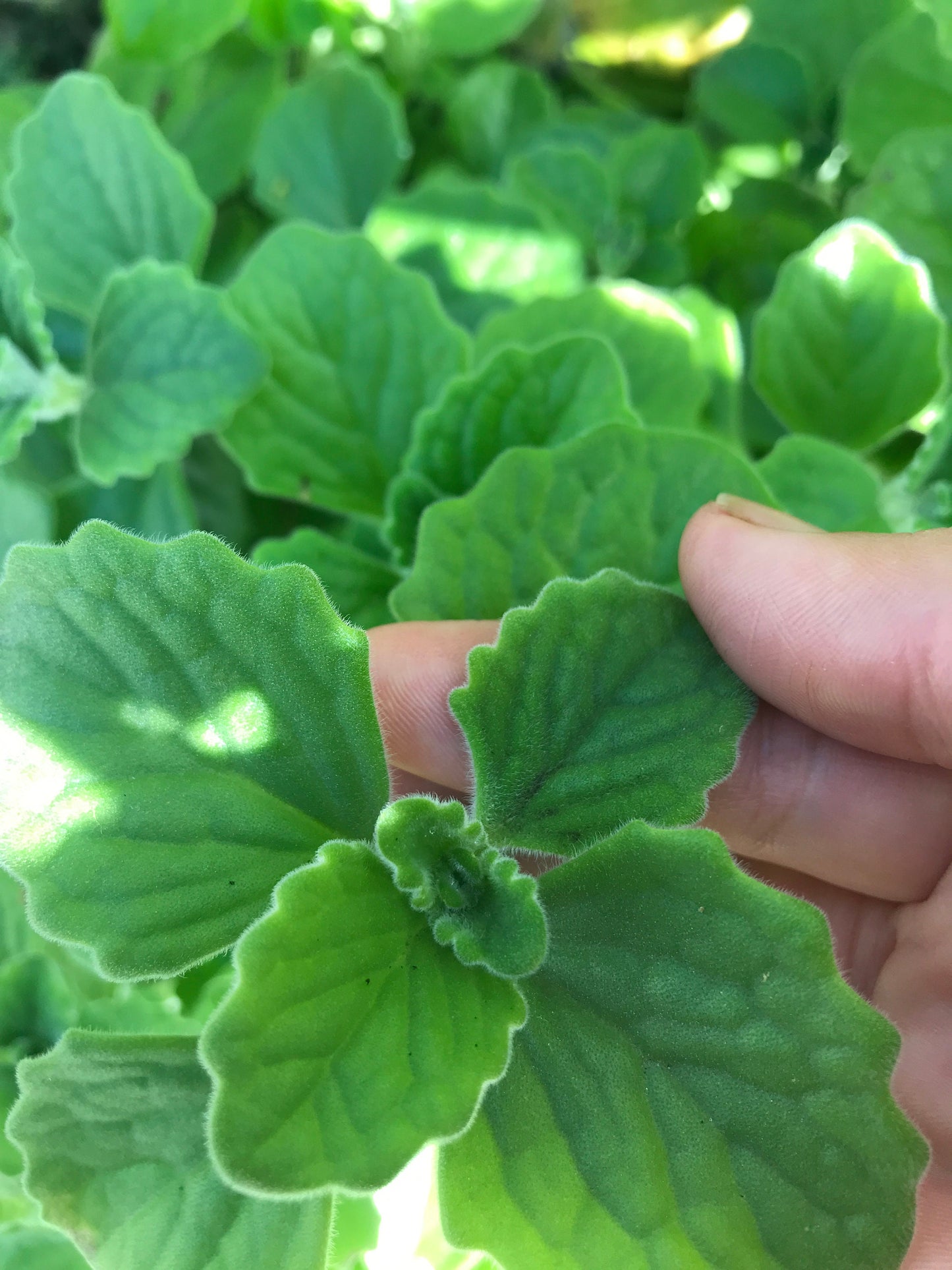 Cuban oregano organic 40 leaves cut fresh