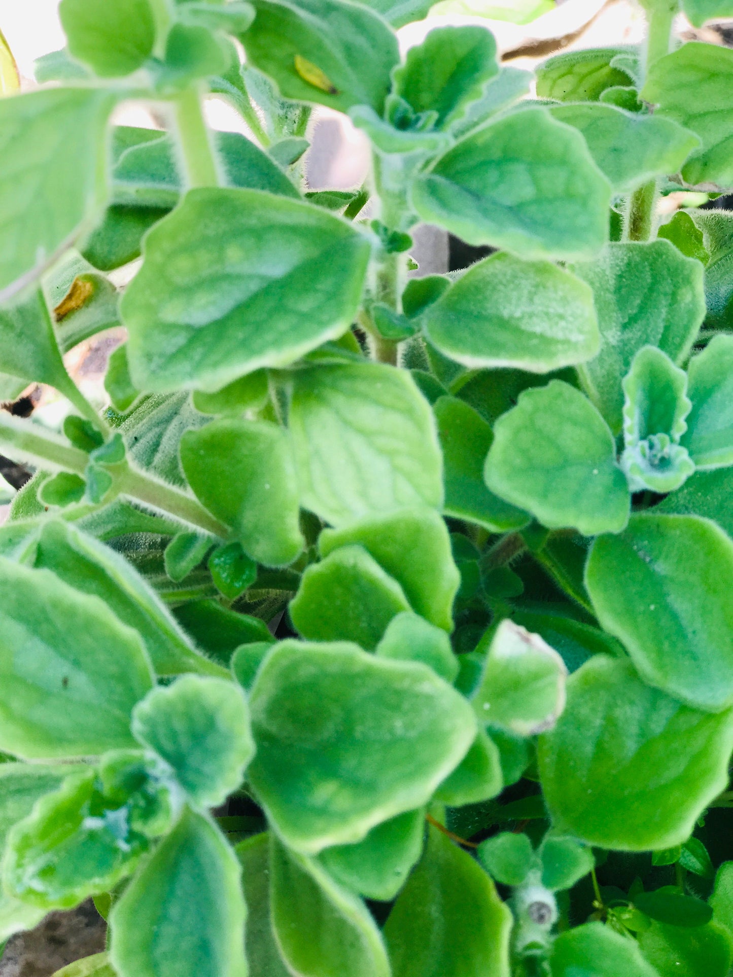 Cuban oregano organic 40 leaves cut fresh