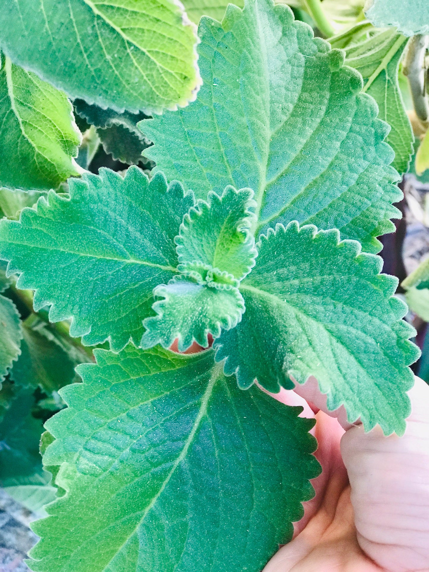 Cuban oregano organic 40 leaves cut fresh