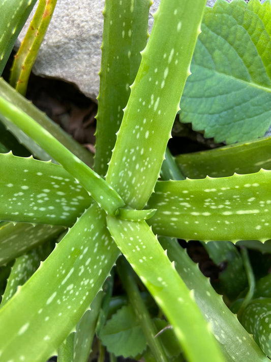 5 Fresh organic aloe leaves