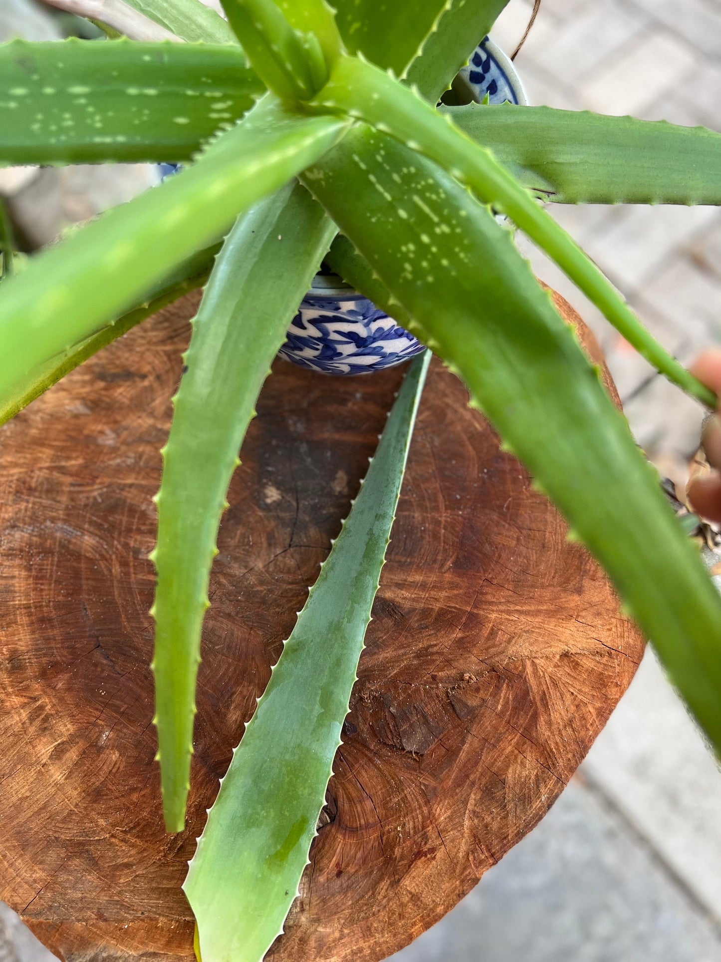 5 Fresh organic aloe leaves