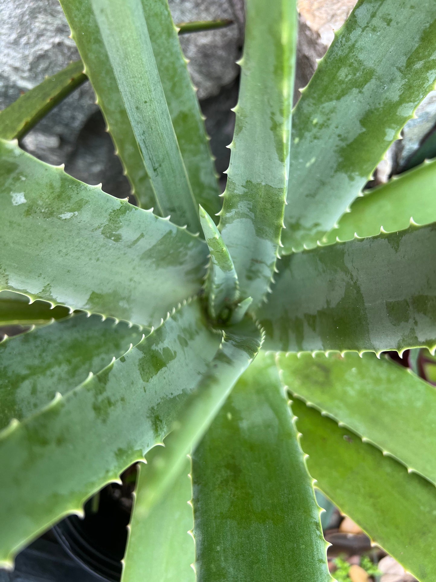 5 Fresh organic aloe leaves