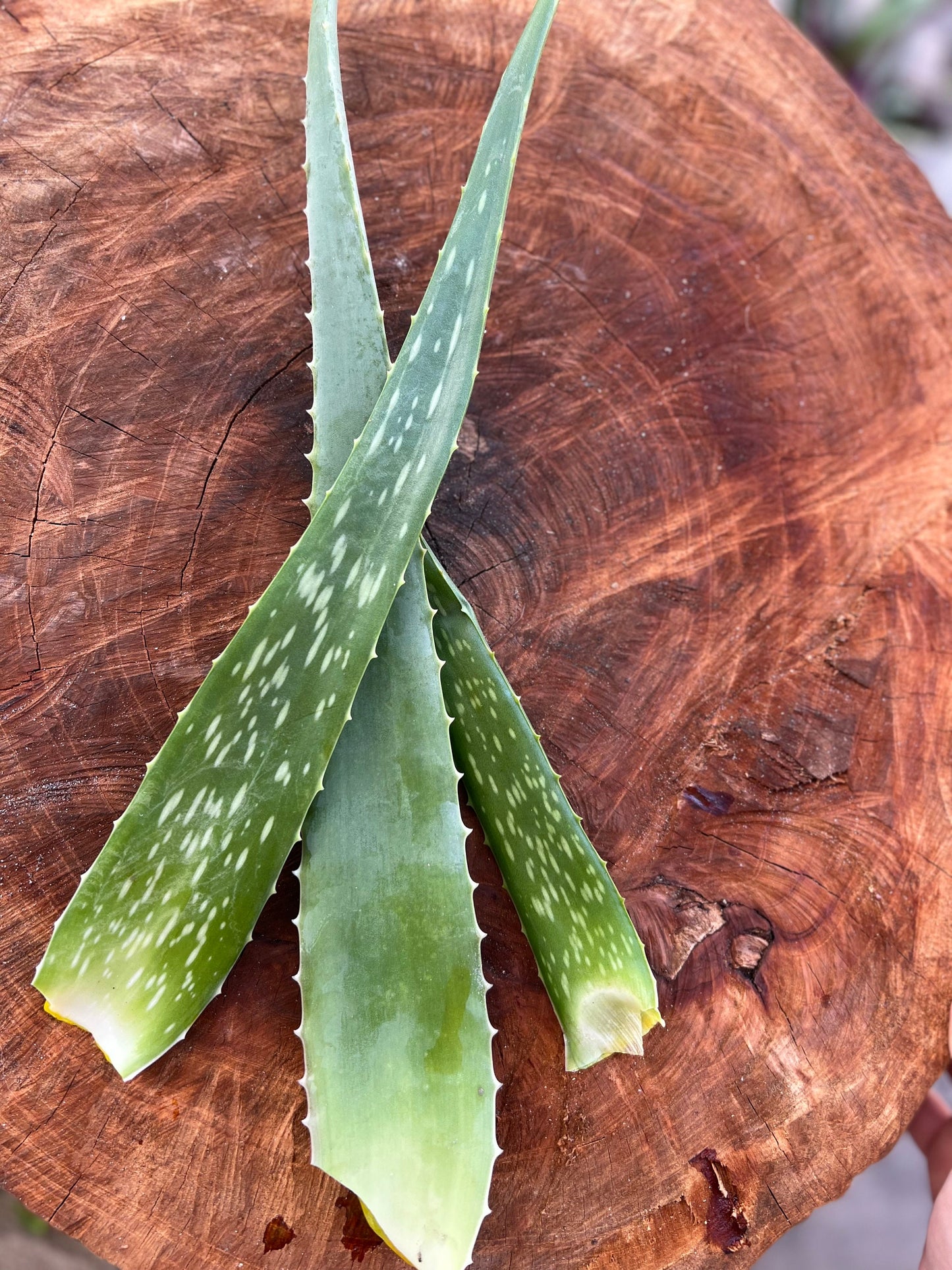 5 Fresh organic aloe leaves