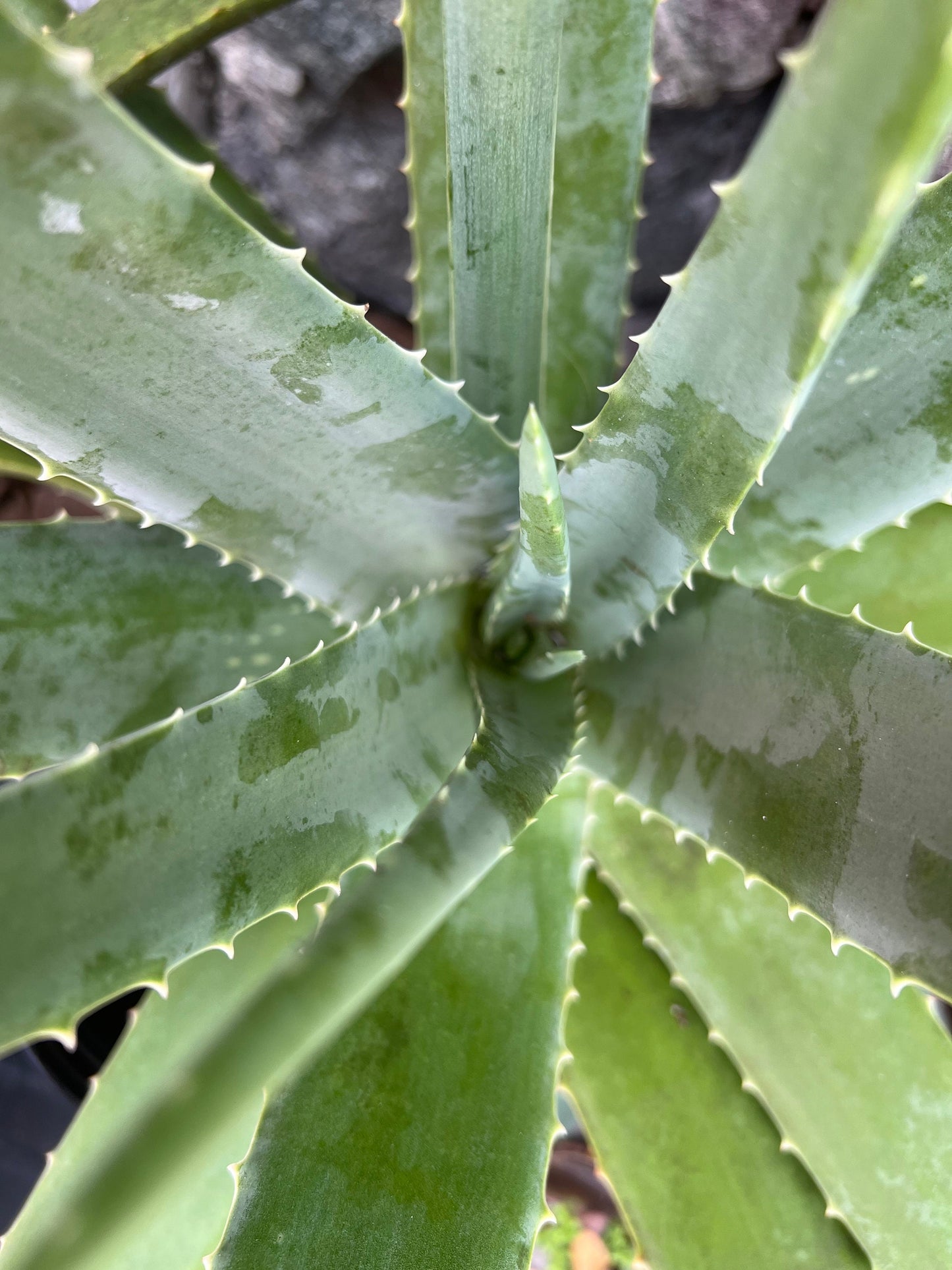 5 Fresh organic aloe leaves