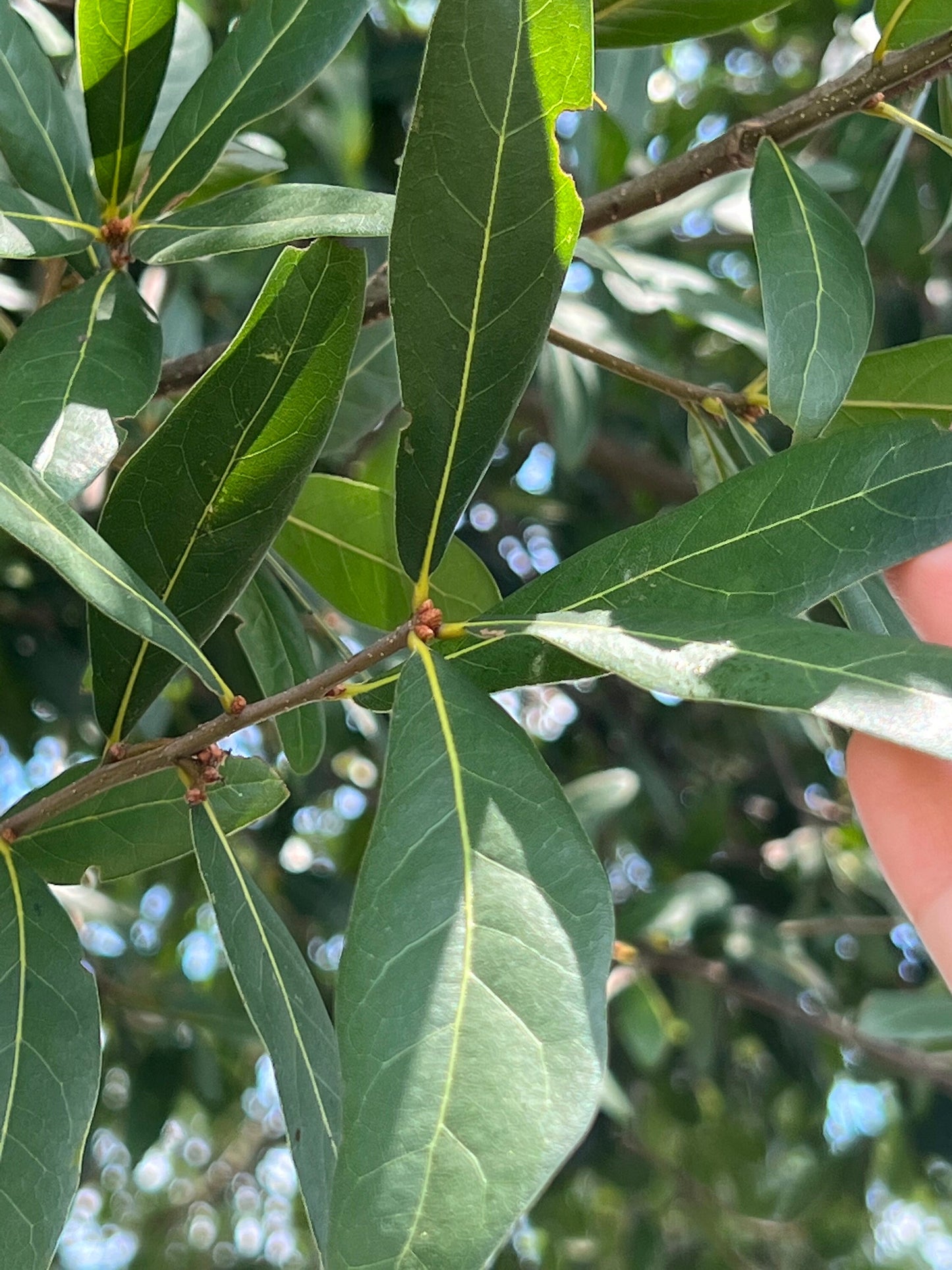 65 organic oak tree leaves