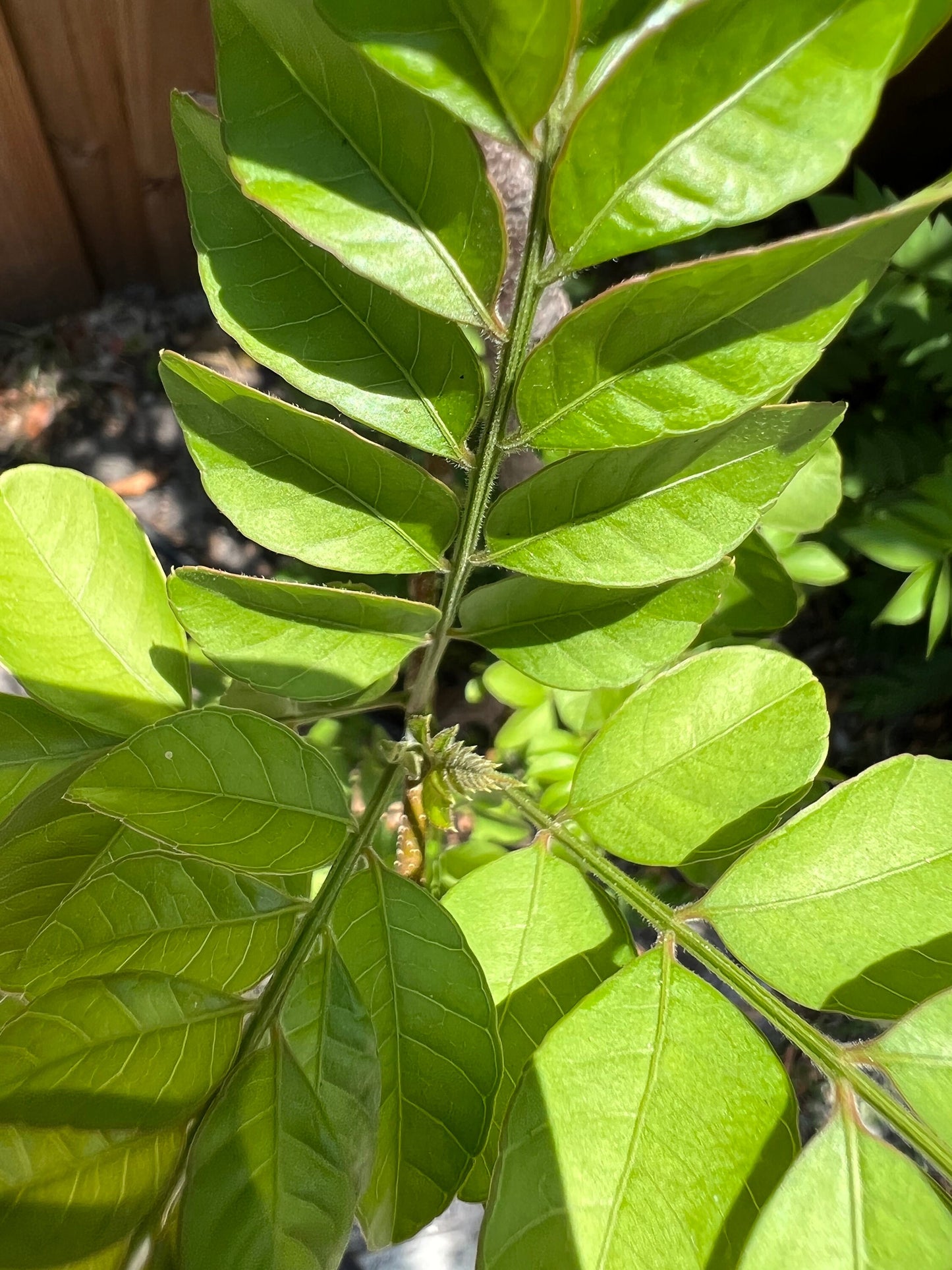 Organic Mexican plum leaves