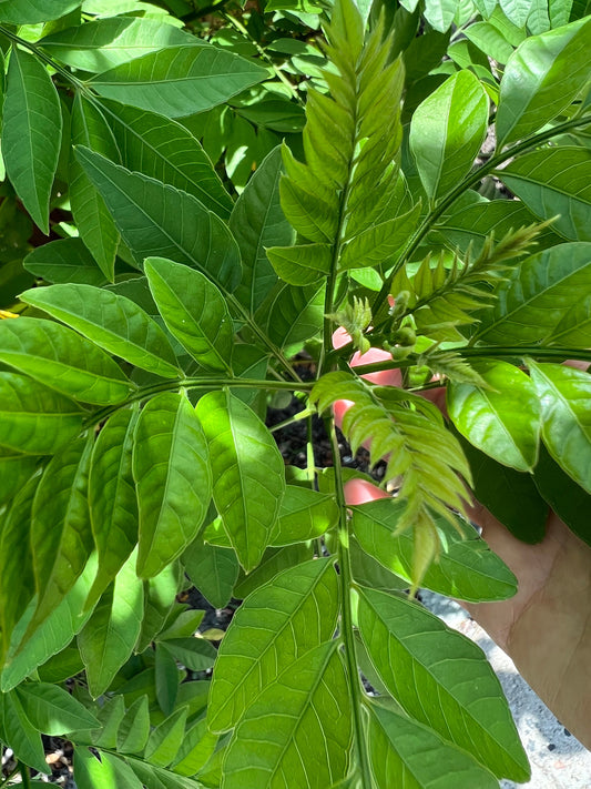 Organic Mexican plum leaves