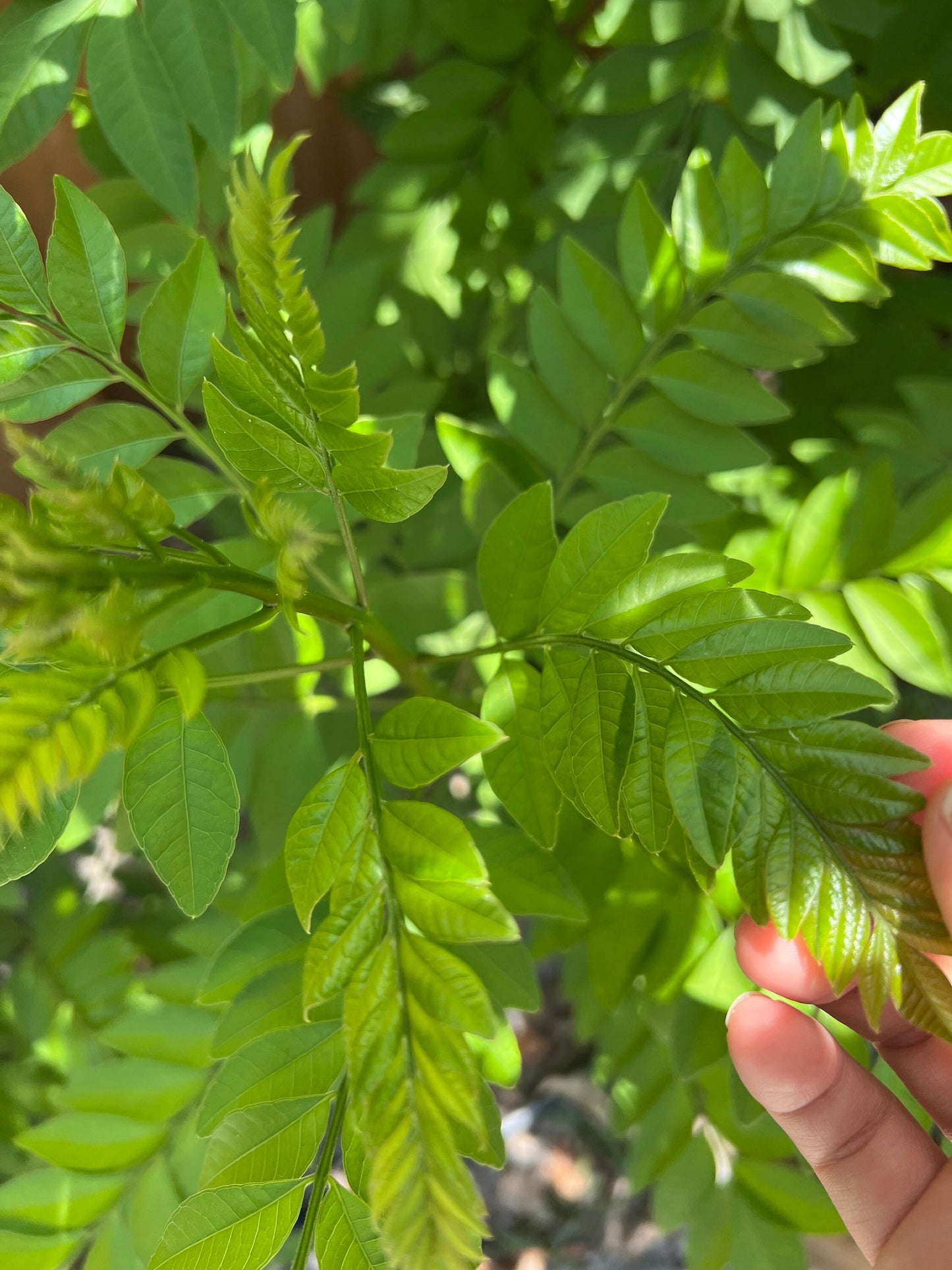 Organic Mexican plum leaves