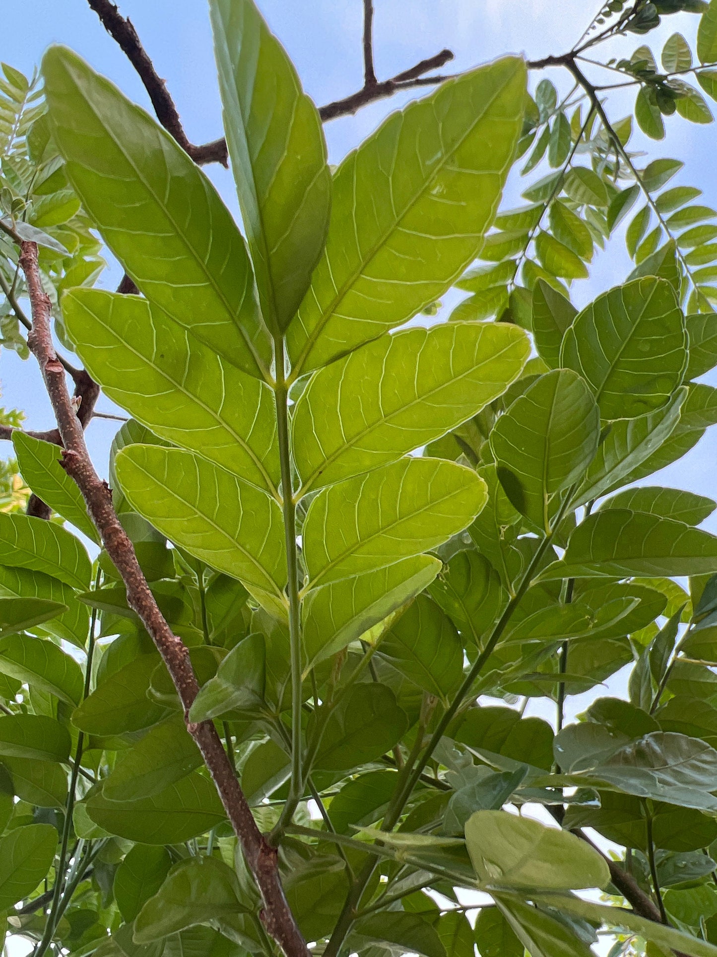 Organic Mexican plum leaves