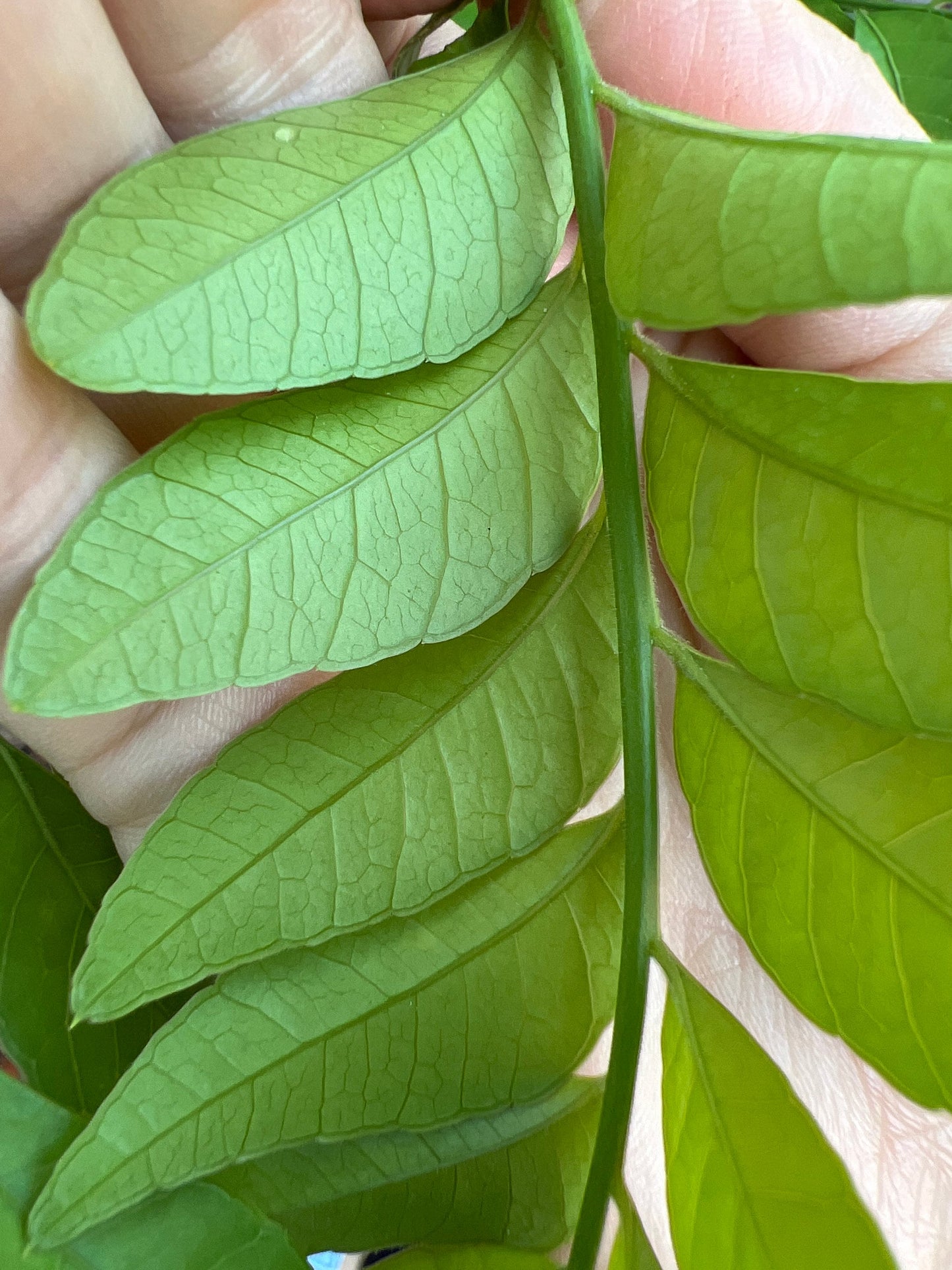 Organic Mexican plum leaves