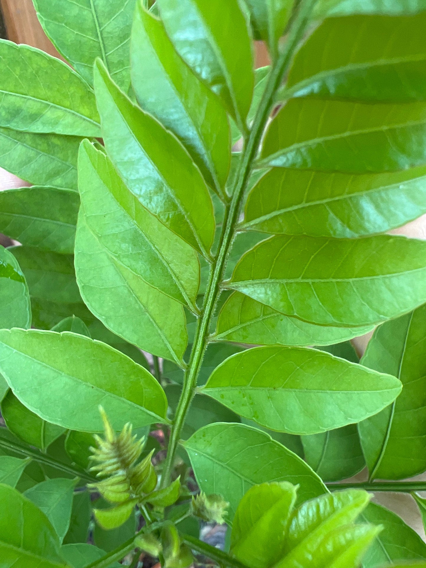 Organic Mexican plum leaves