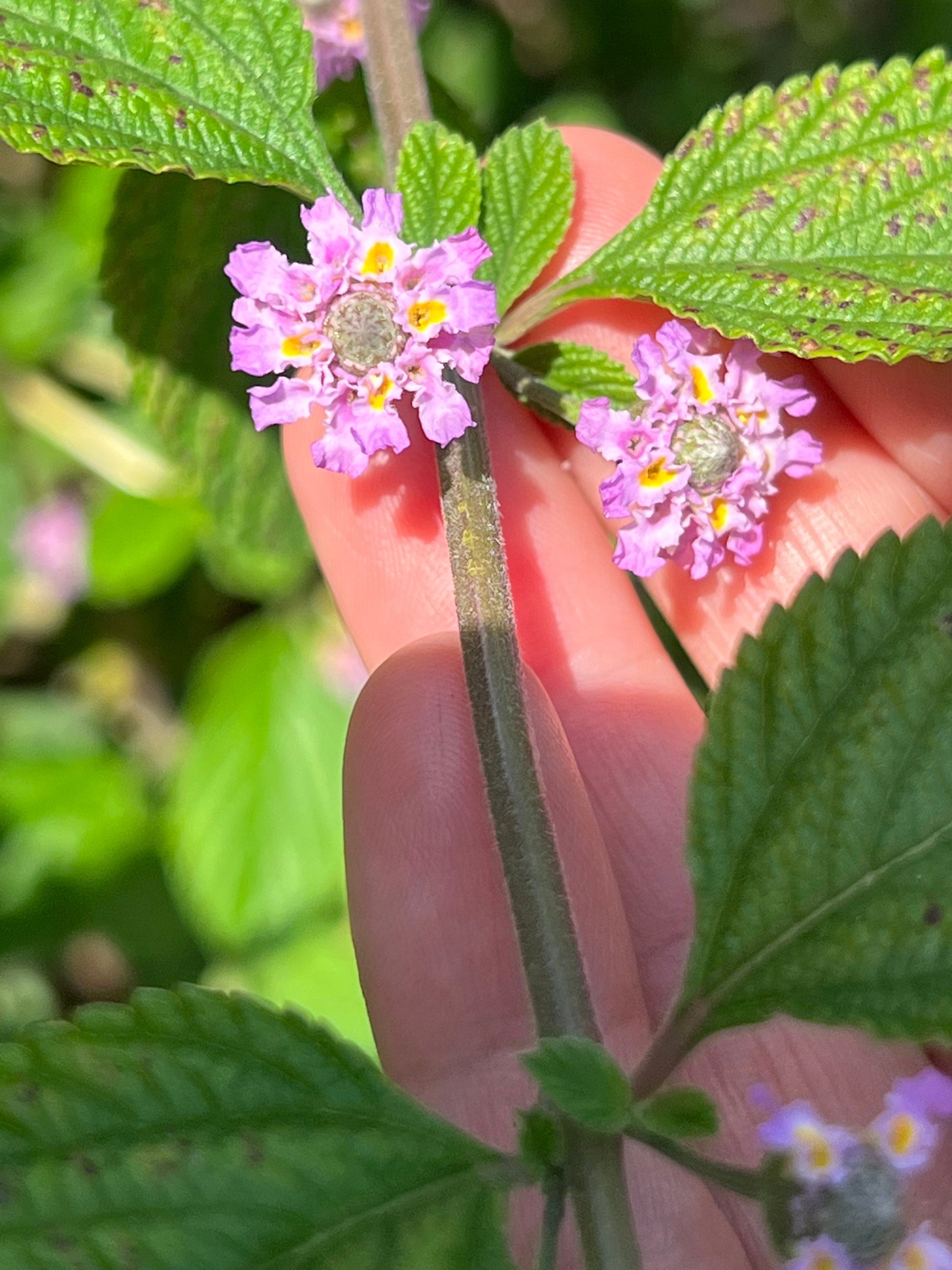 8 organic bushy lippia cuttings, lippia alba, bushy matgrass, hojas hierba negra esquejes