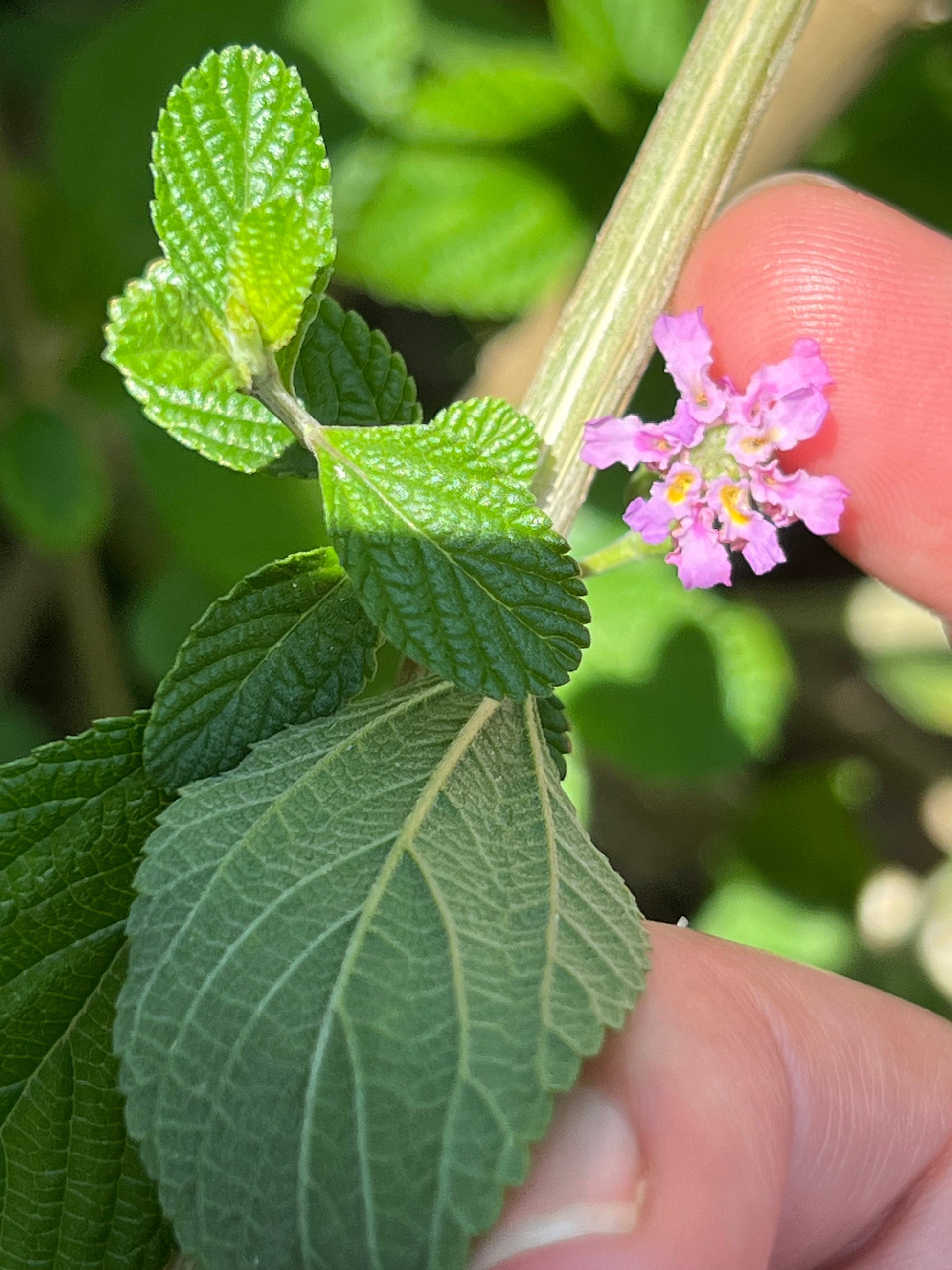 8 organic bushy lippia cuttings, lippia alba, bushy matgrass, hojas hierba negra esquejes