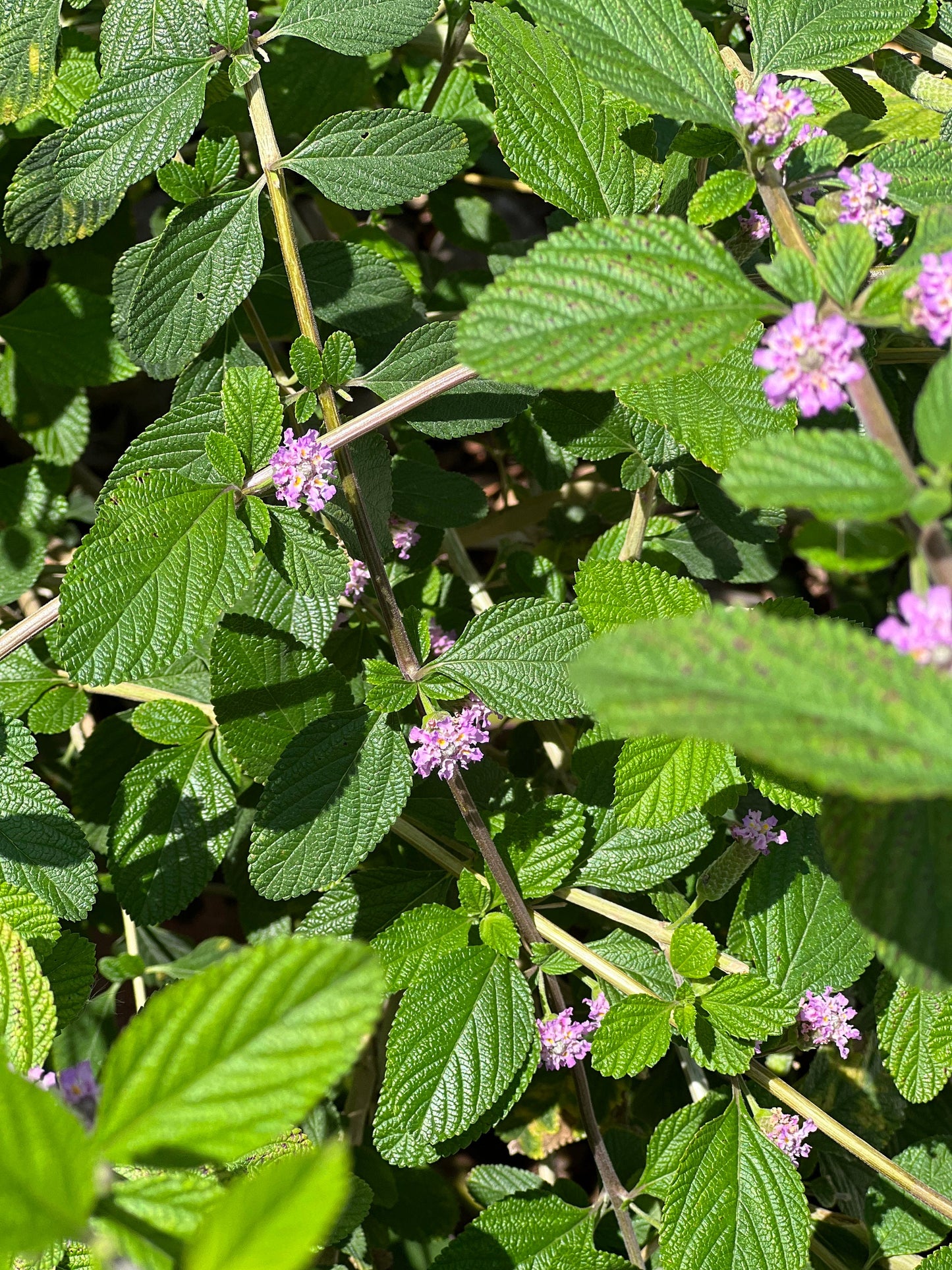 8 organic bushy lippia cuttings, lippia alba, bushy matgrass, hojas hierba negra esquejes