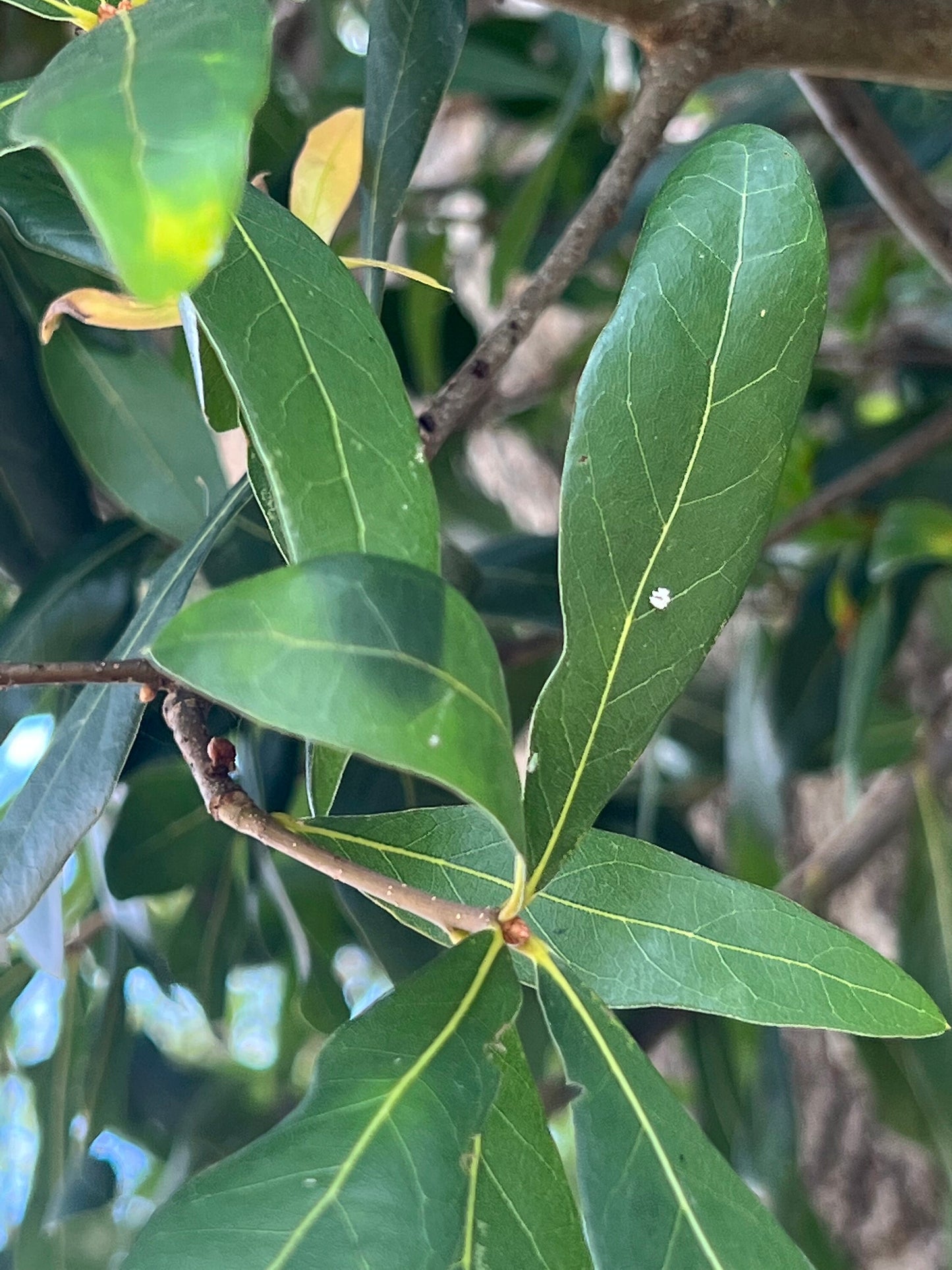 65 organic oak tree leaves