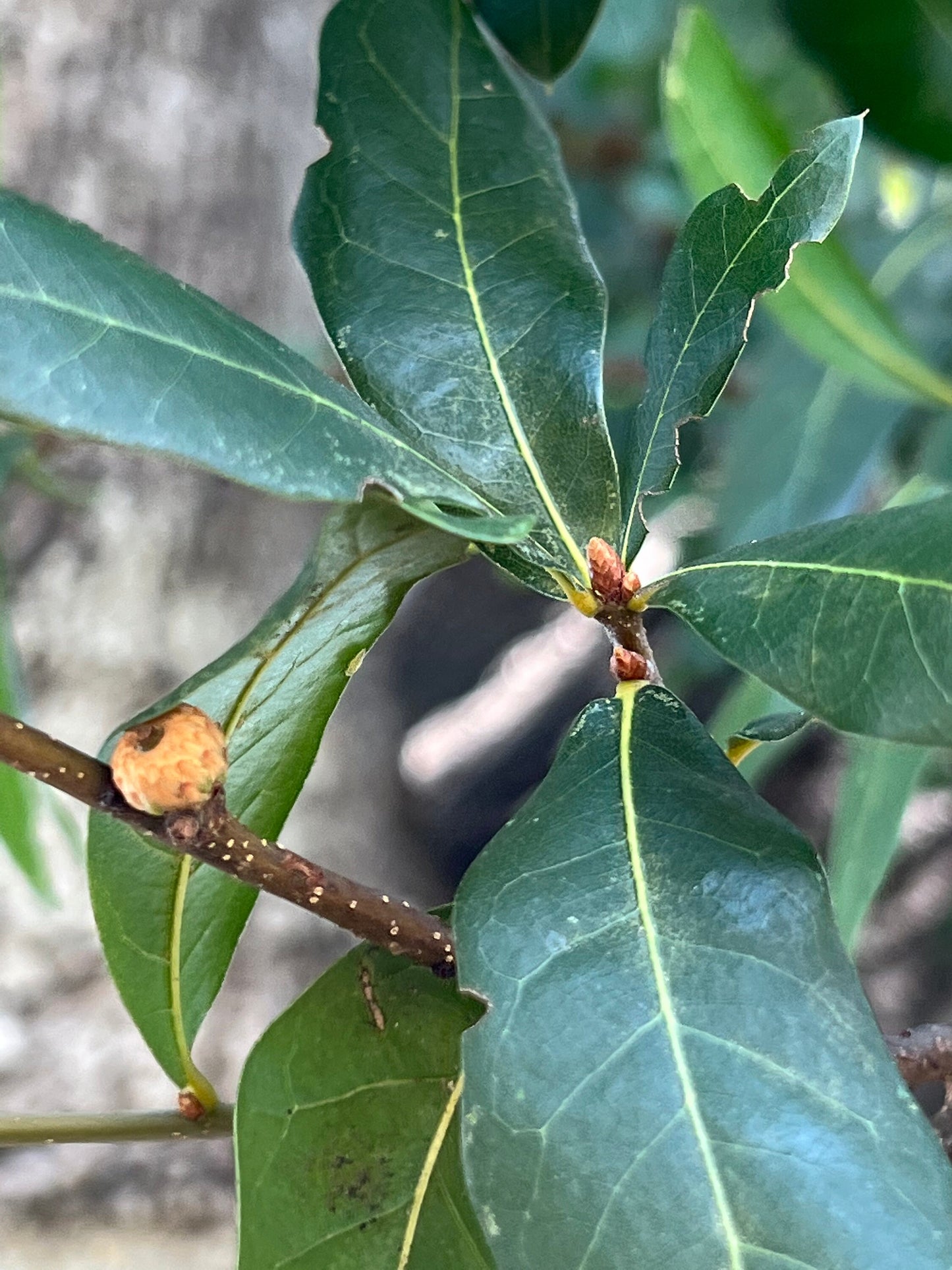 65 organic oak tree leaves