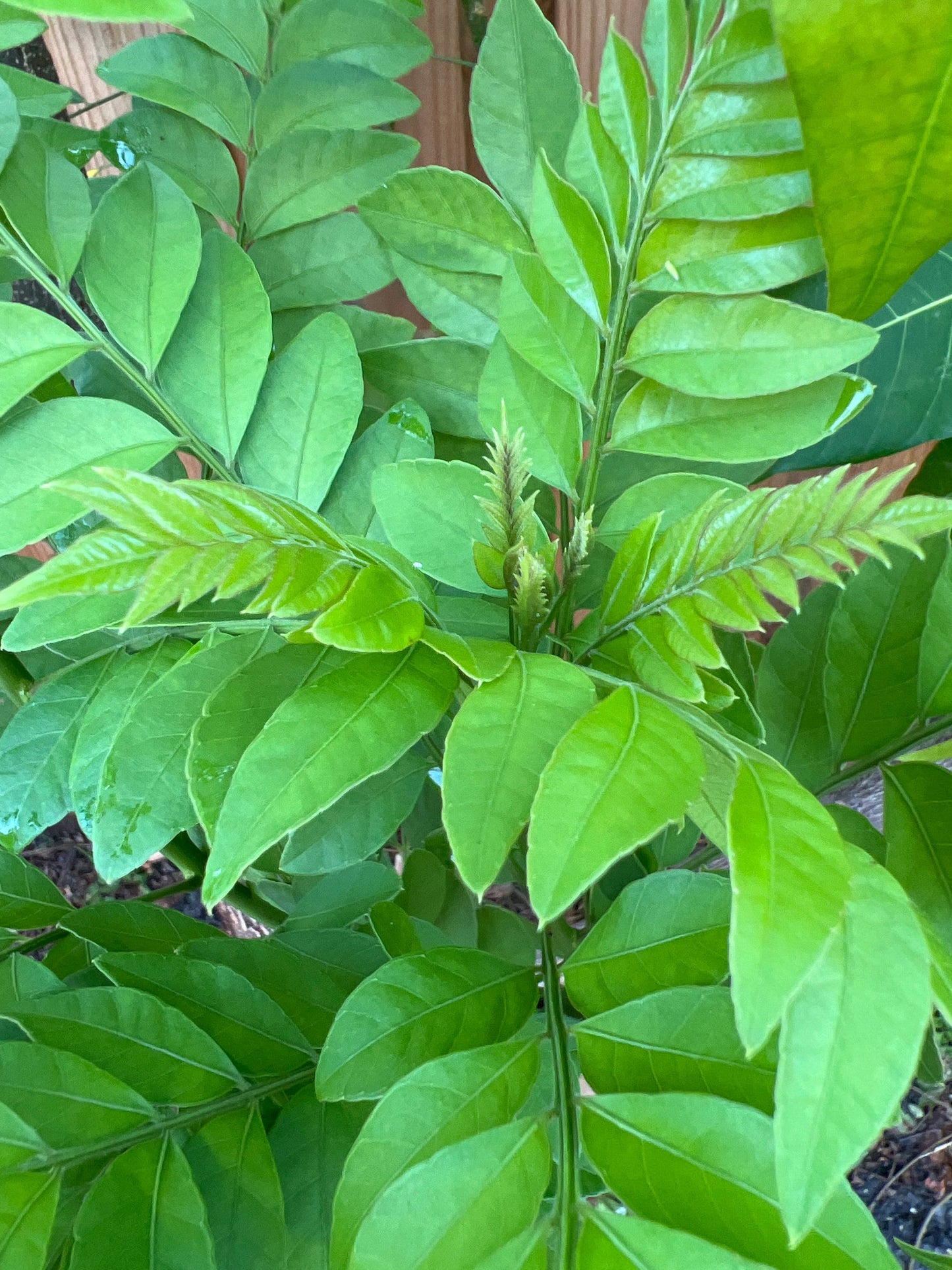 Organic Mexican plum leaves