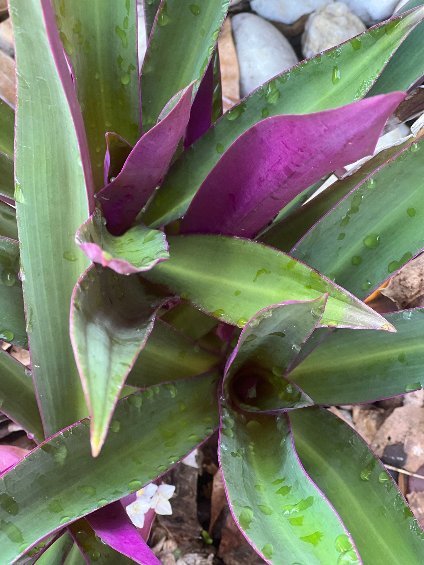 15 organic Moses in the cradle leaves, oyster plant leaves, purple maguey leaves, boat lily leaves, tradescantia spathacea leaves