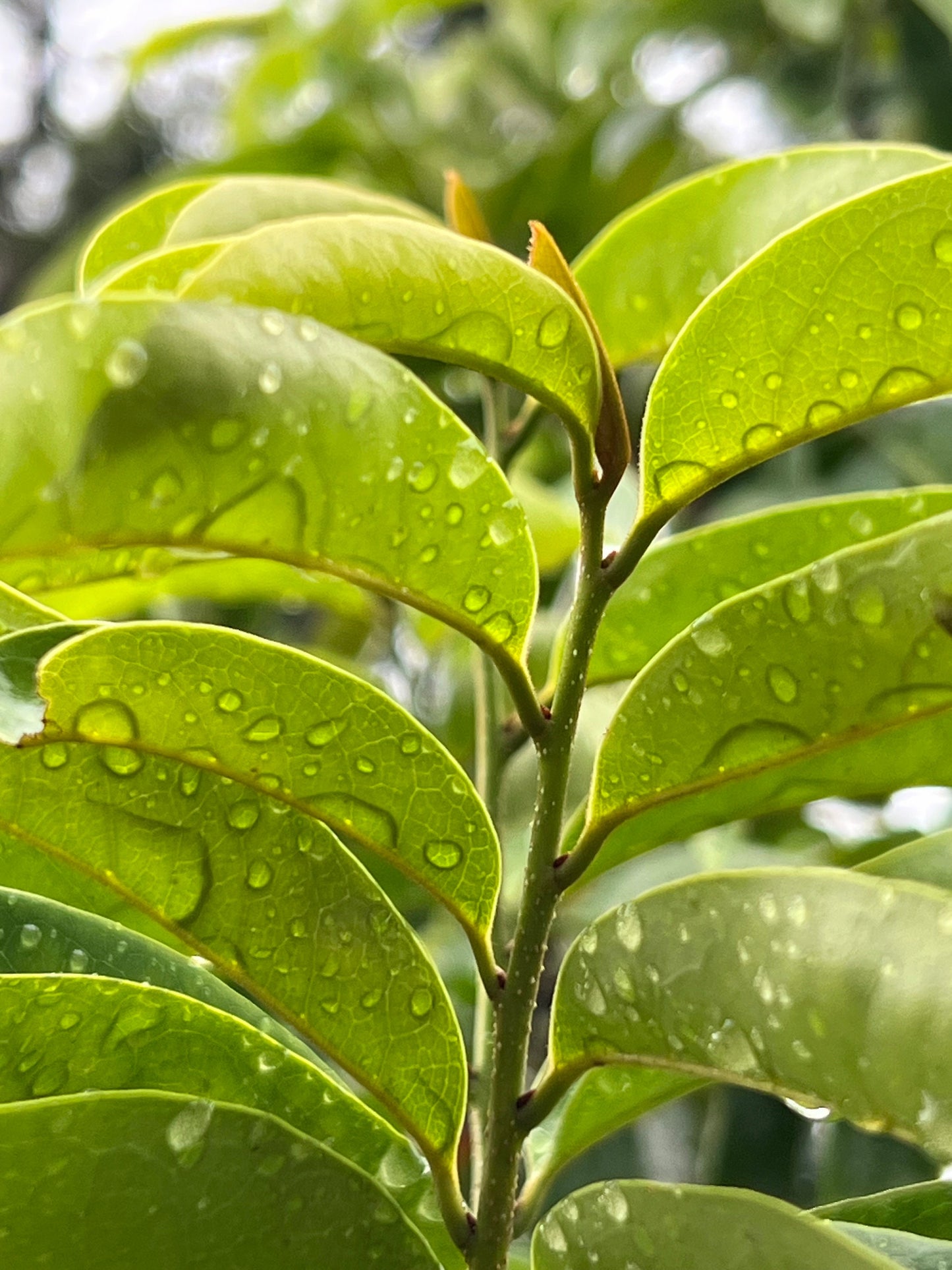 50 Fresh organic whole soursop leaves, guanábano leaves