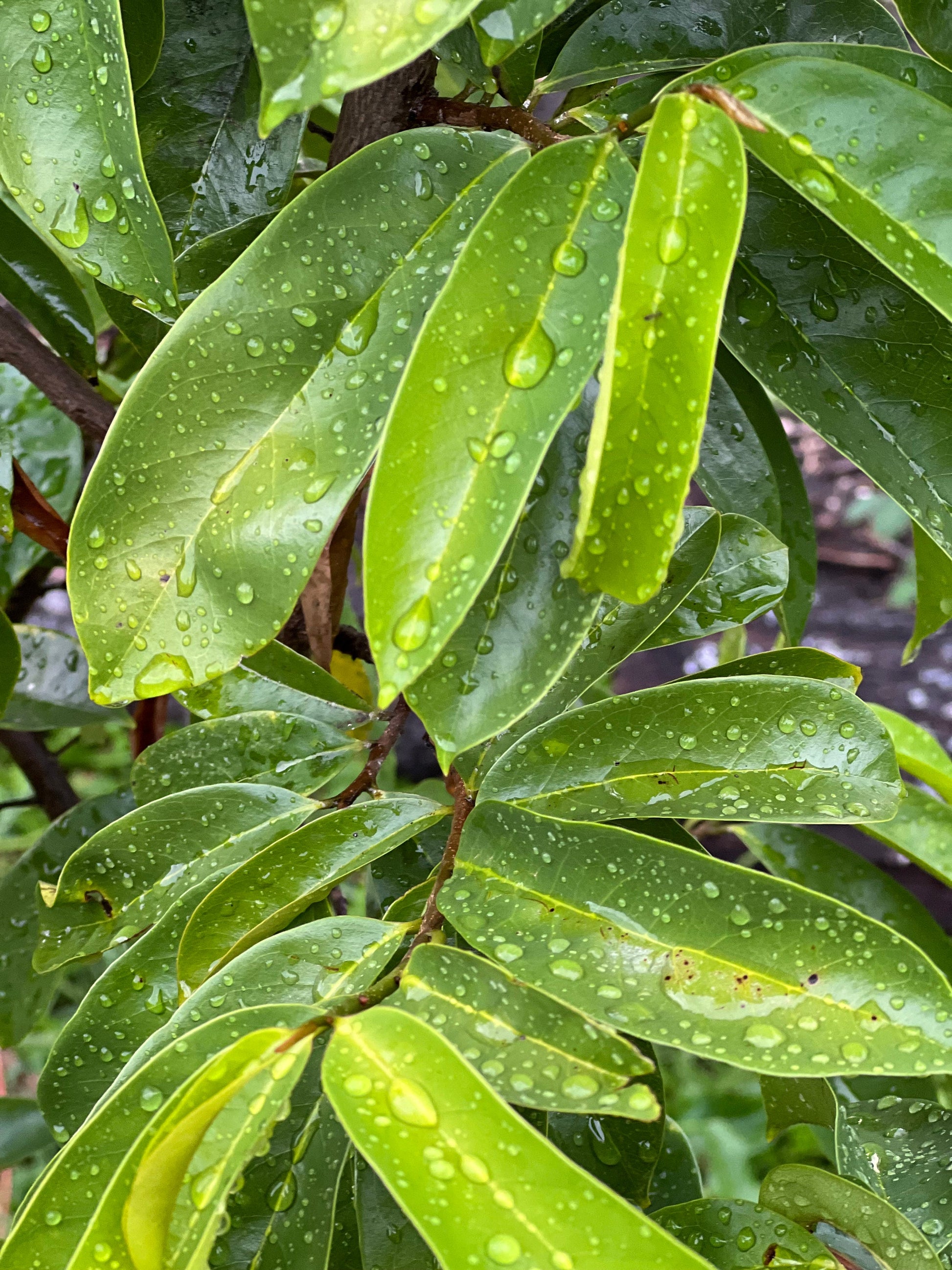 50 Fresh organic whole soursop leaves, guanábano leaves