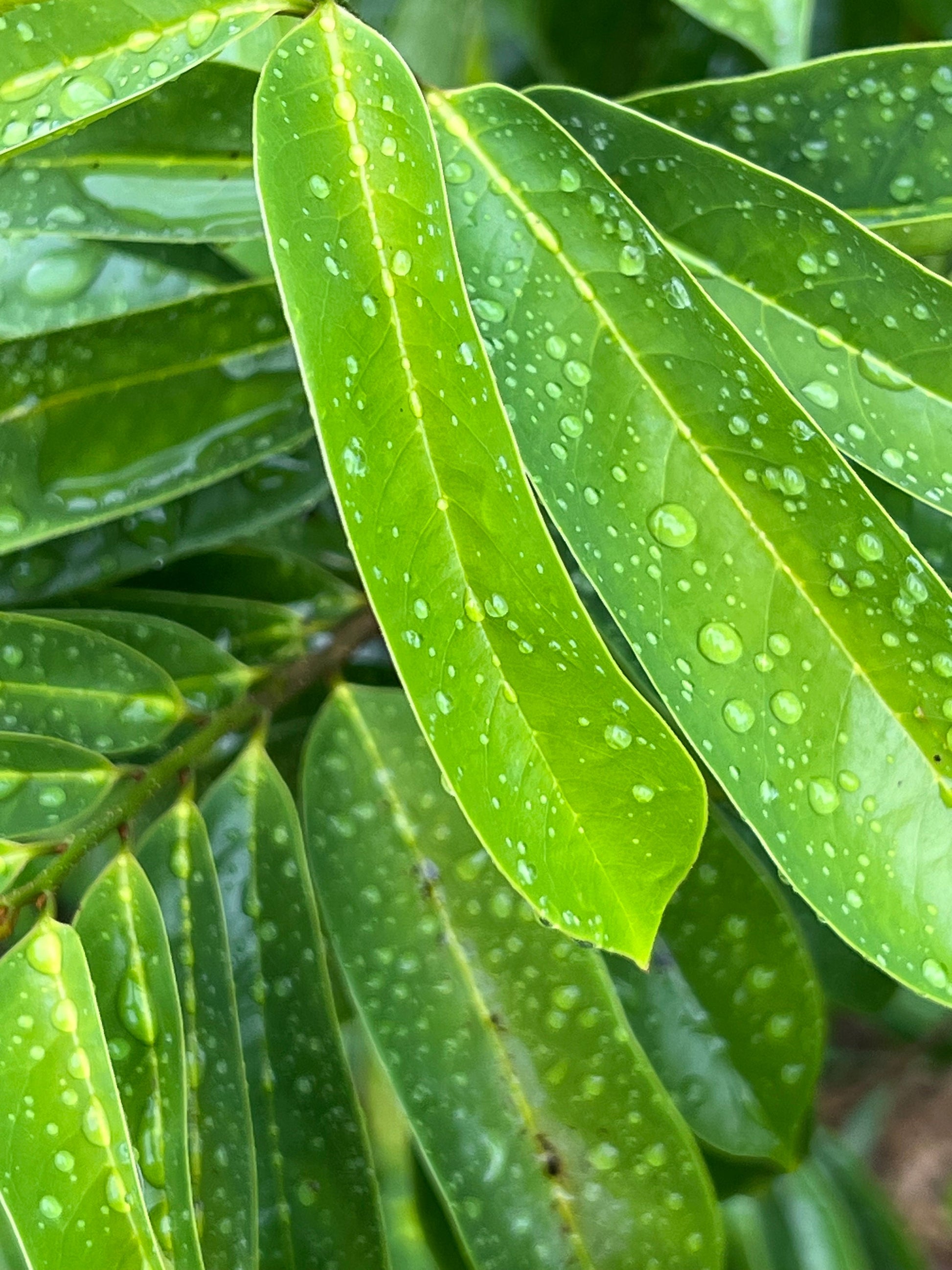 50 Fresh organic whole soursop leaves, guanábano leaves