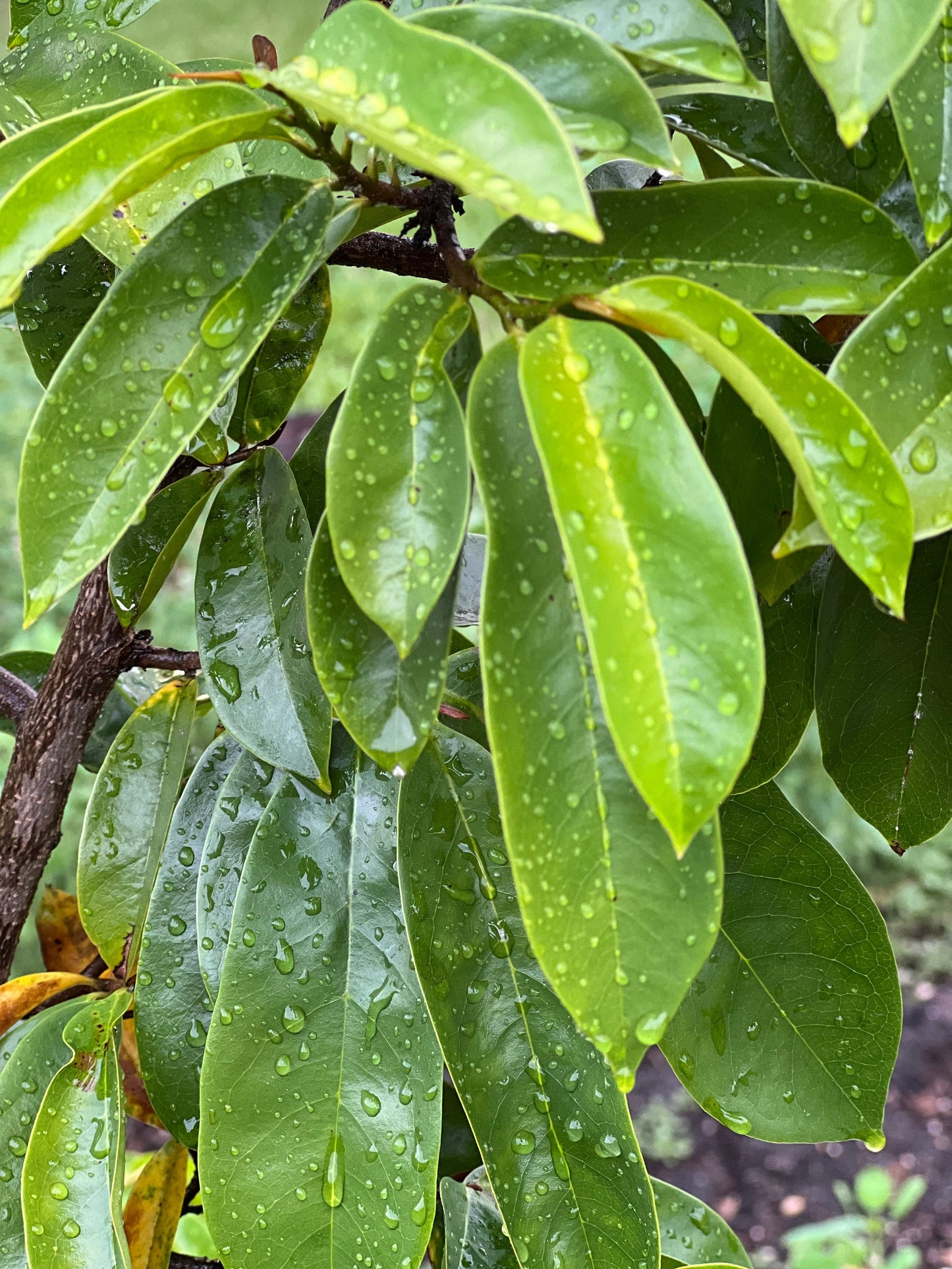 50 Fresh organic whole soursop leaves, guanábano leaves