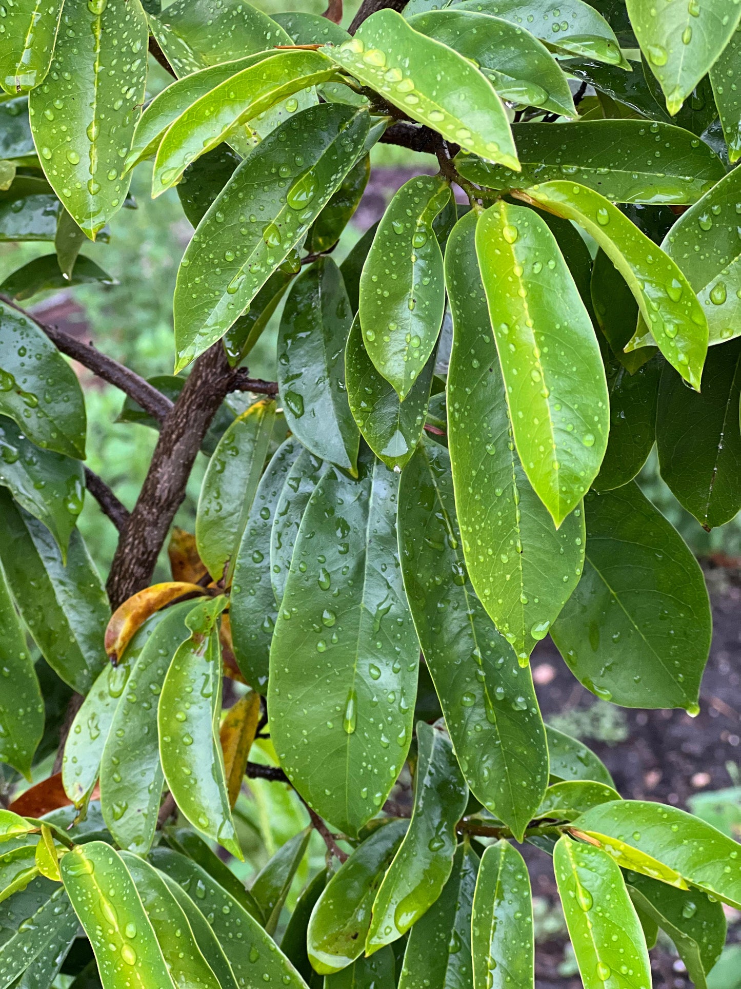 50 Fresh organic whole soursop leaves, guanábano leaves