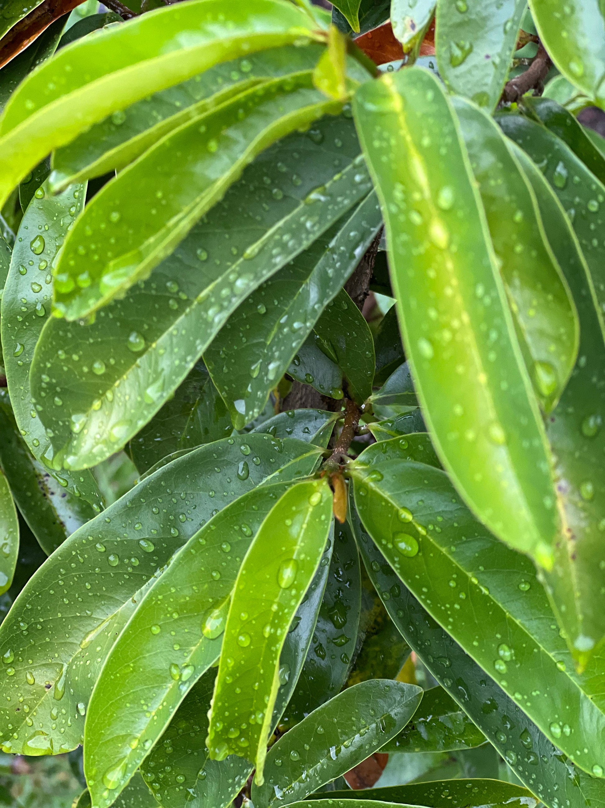 50 Fresh organic whole soursop leaves, guanábano leaves