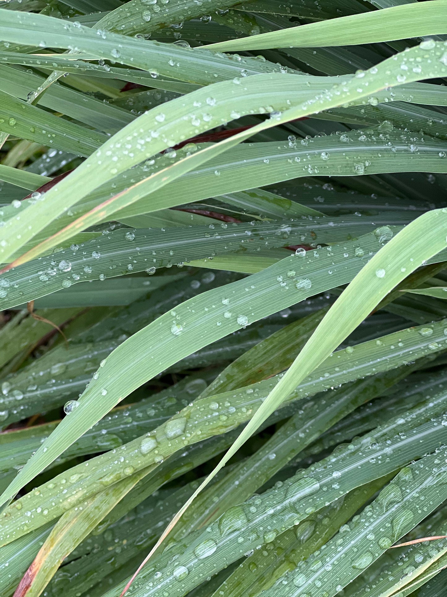 30 Organic fresh Lemongrass leaves, cymbopogon leaves, barbed wire grass